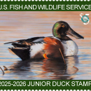 Um pato-carolino macho a nadar num lago, com uma faixa verde na parte superior com a inscrição «U.S. Fish and Wildlife Service» (Serviço de Pesca e Vida Selvagem dos EUA) e o texto «2025-2026 Junior Duck Stamp» (Selos de Patos Júnior 2025-2026) na parte inferior.
