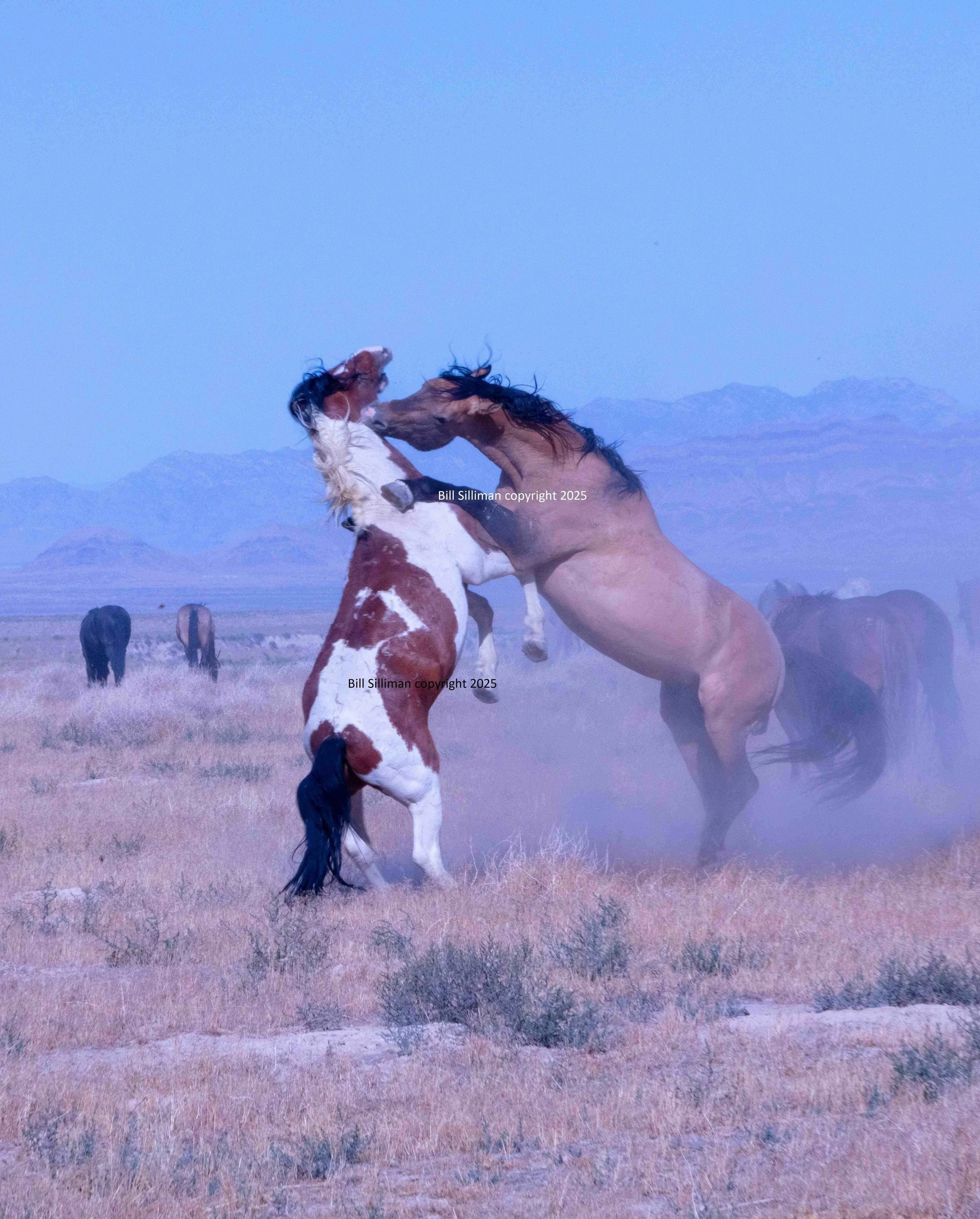 Bill Silliman Photography