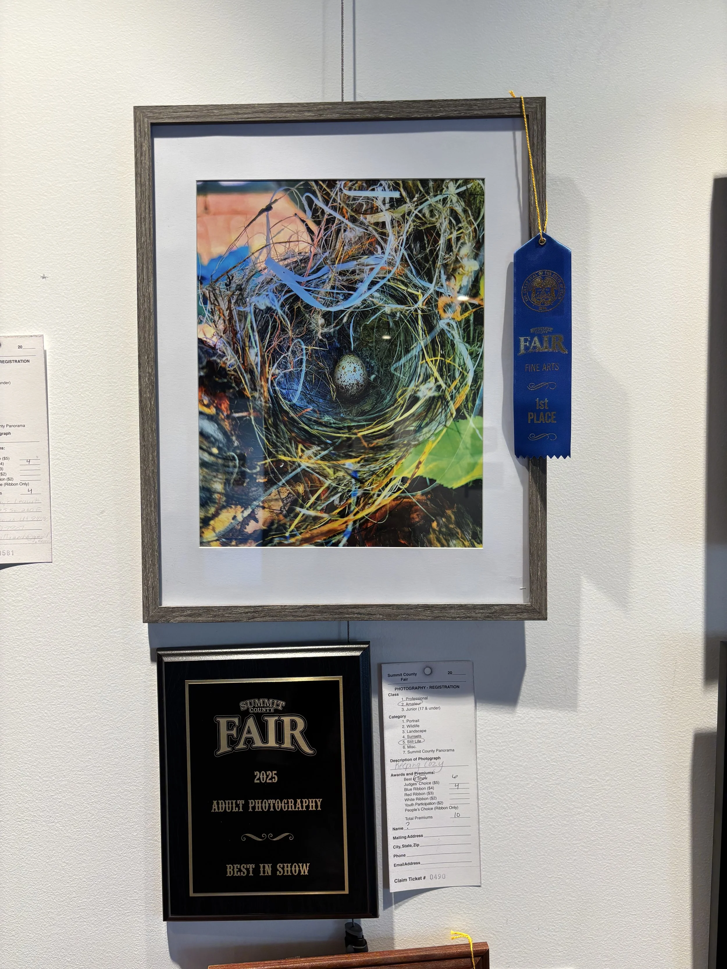 Photograph of a colorful bird's nest with an egg inside, displayed at a fair with award ribbons and certificates.