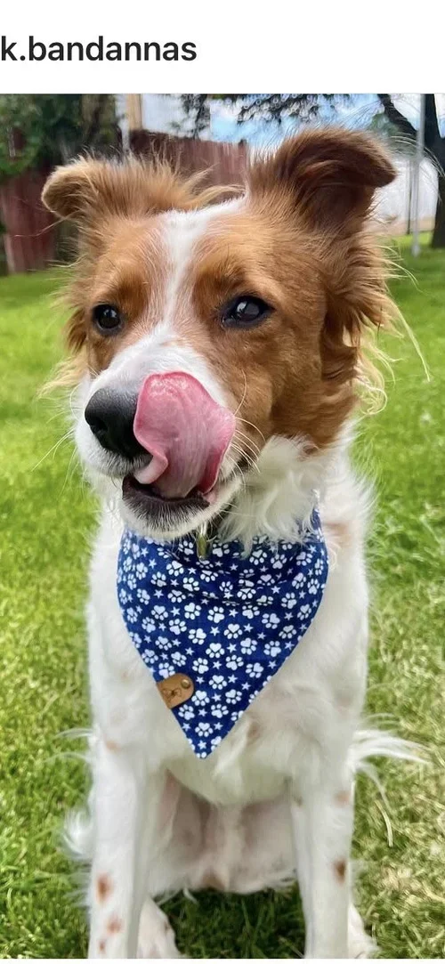 Bark Bandanas