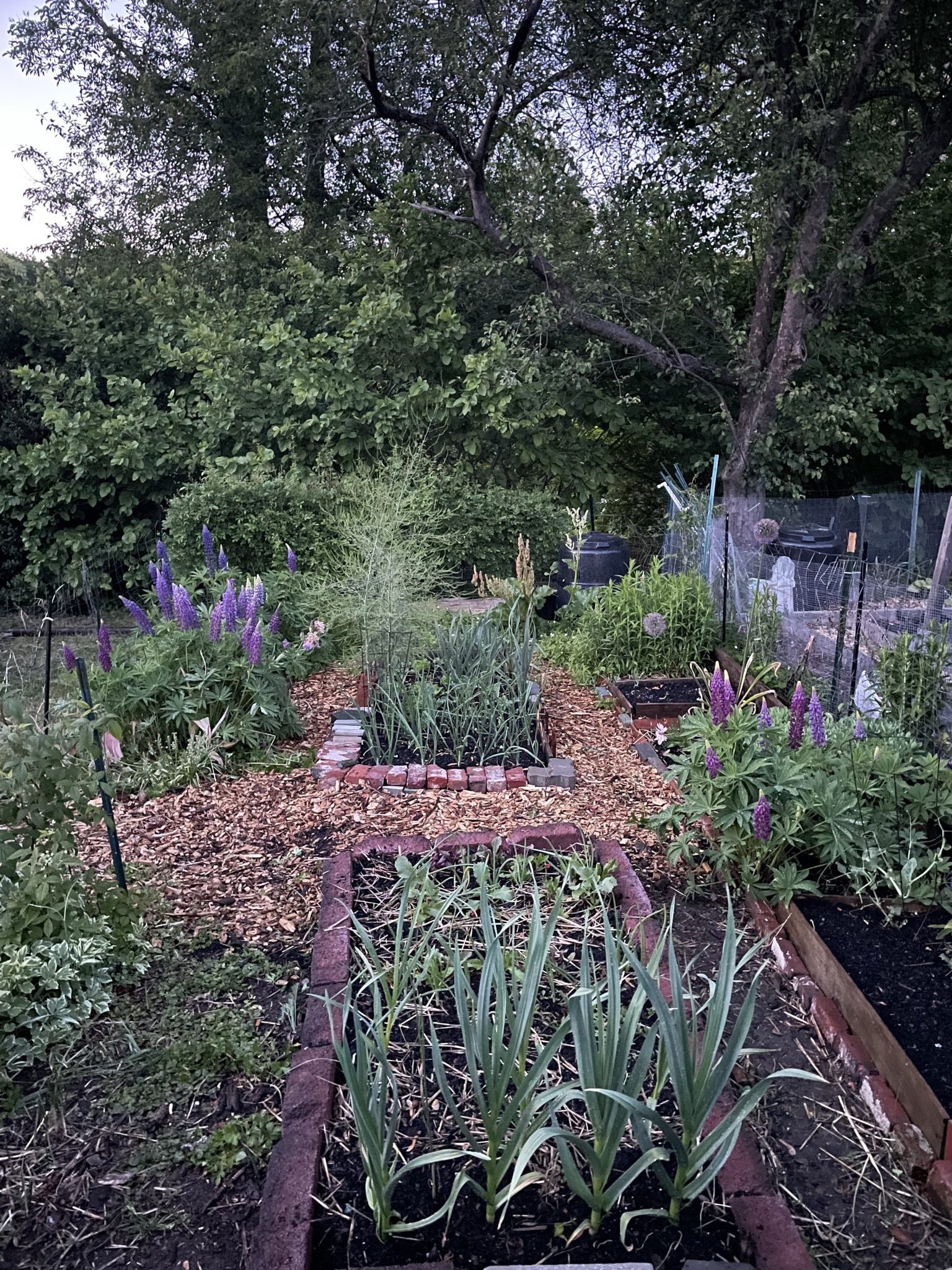 Community Garden Test Plot