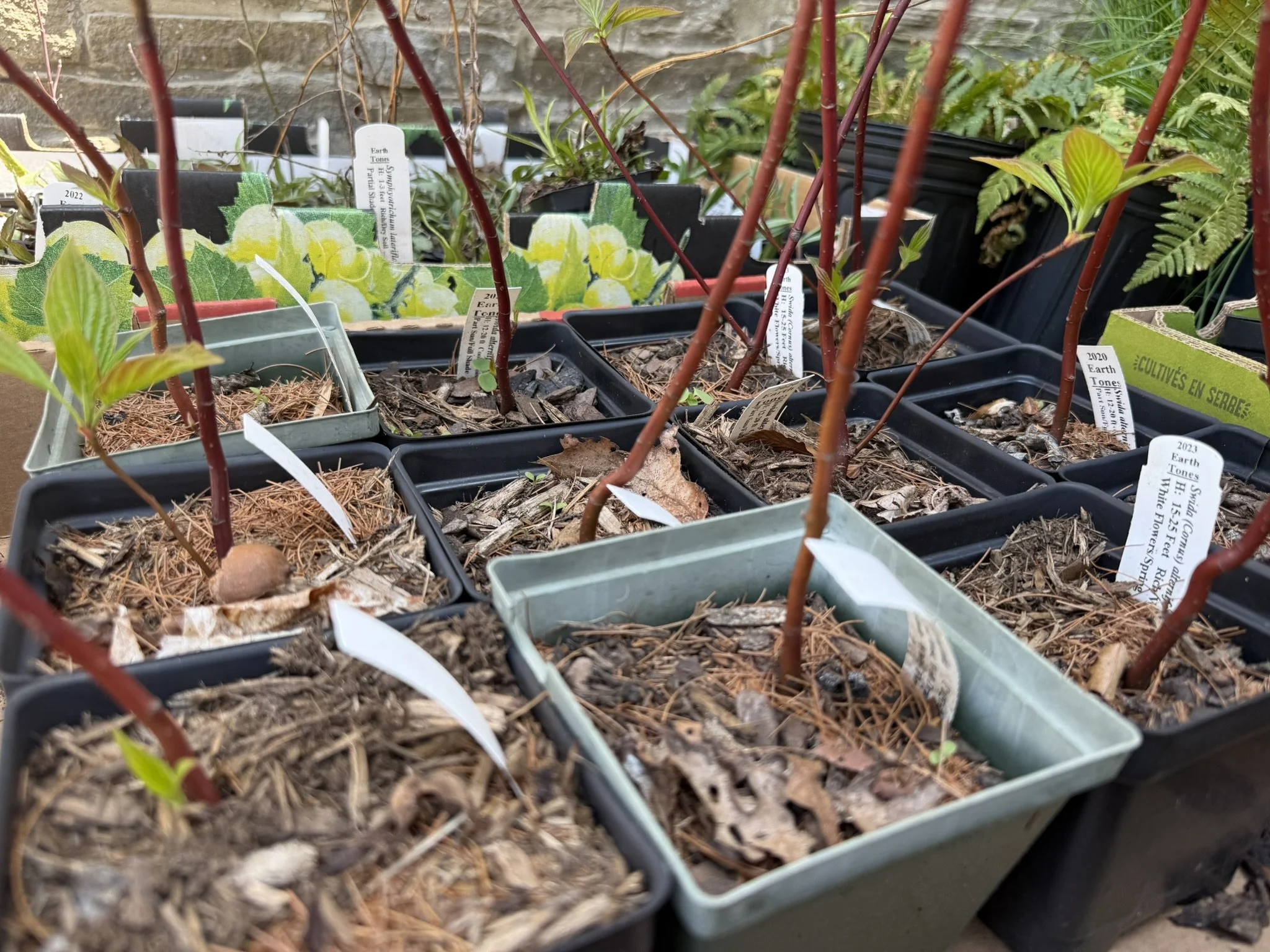 Native oak-hickory forest saplings staged for dense Miyawaki method planting in Hudson Valley microforest