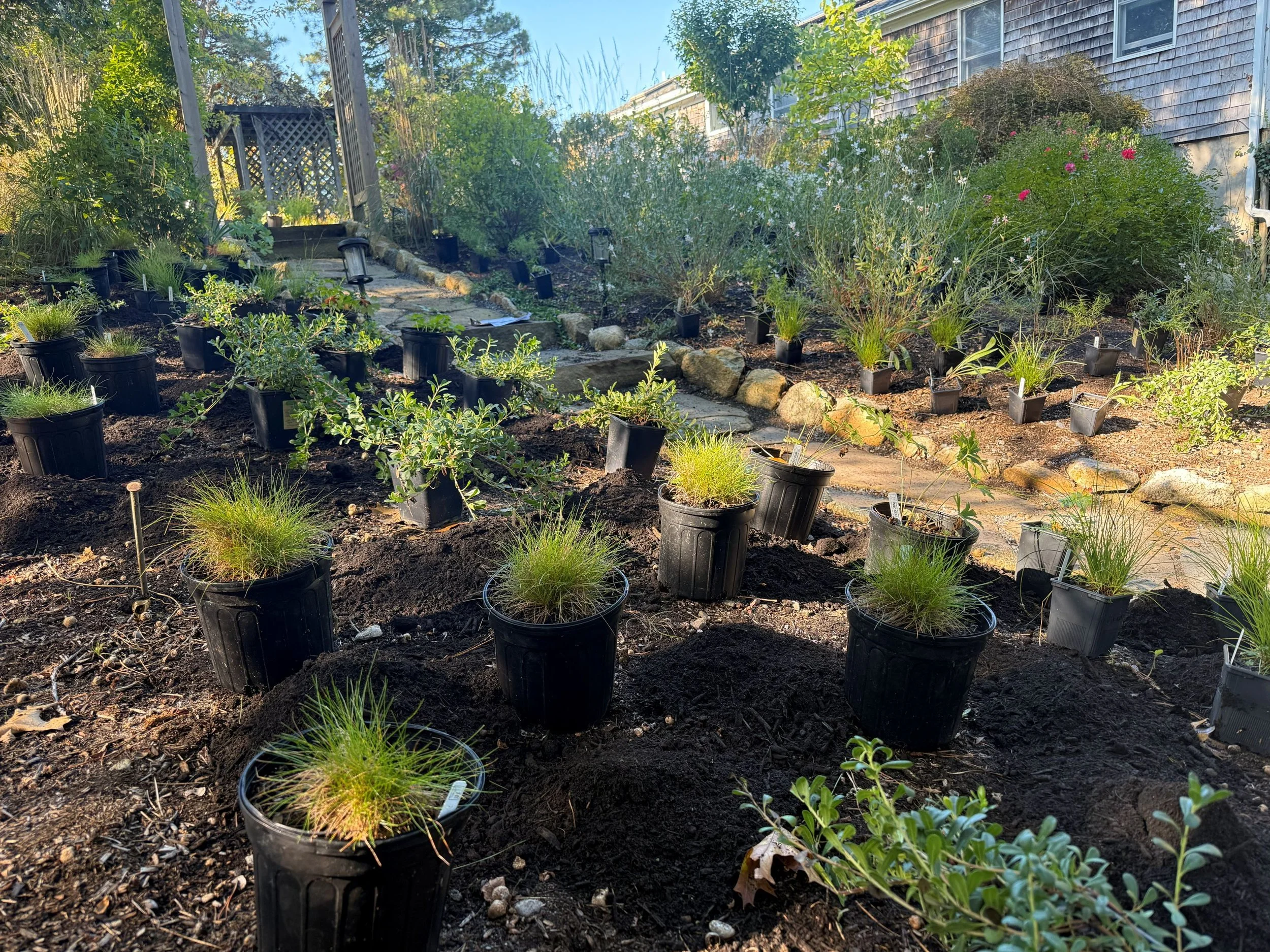 Staged native plants including Carex pensylvanica, Arctostaphylos uva-ursi (bearberry), and Geranium maculatum before installation