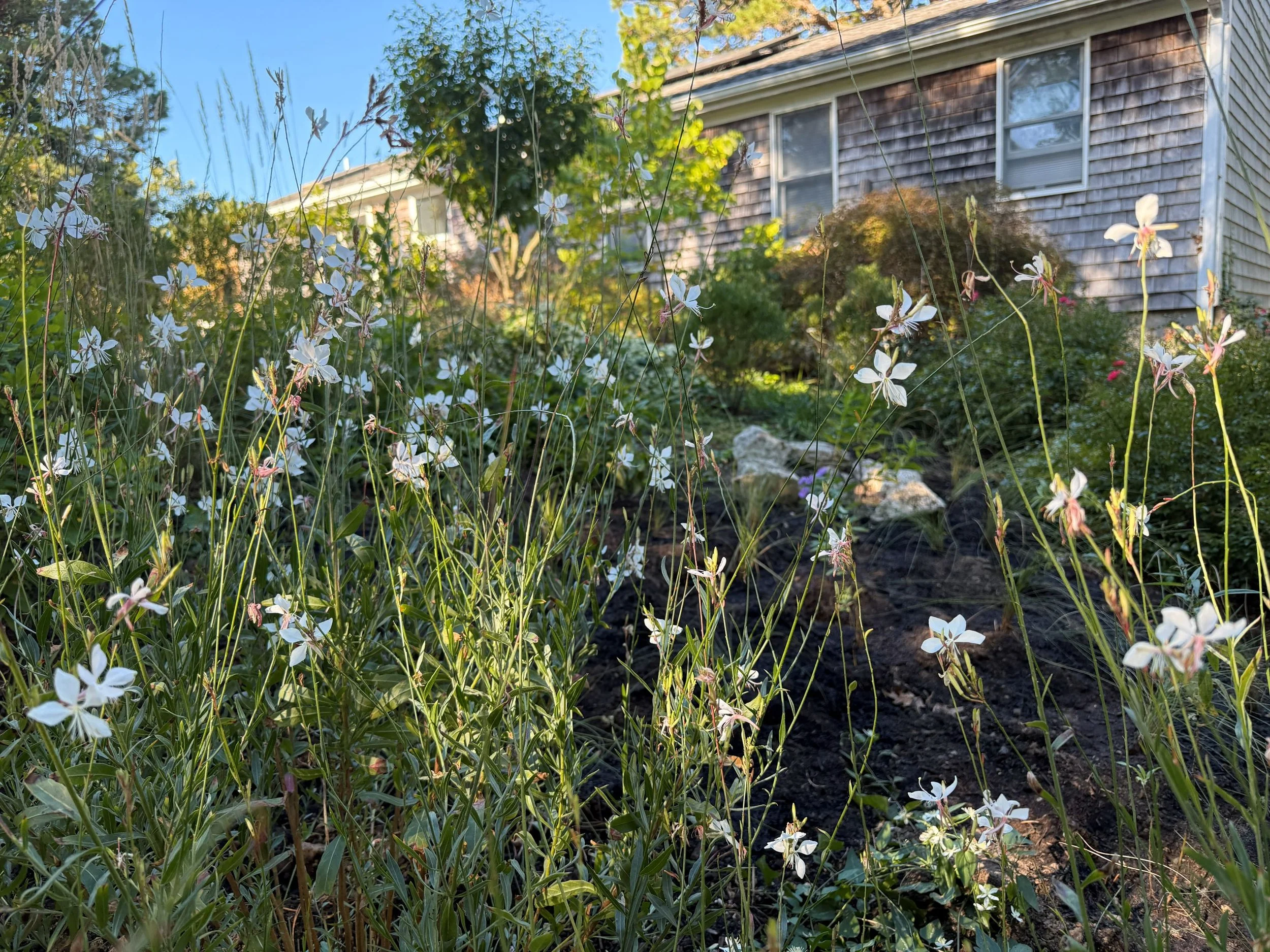 Close-up of native Gaura lindheimeri (white gaura) blooming in Cape Cod garden planting