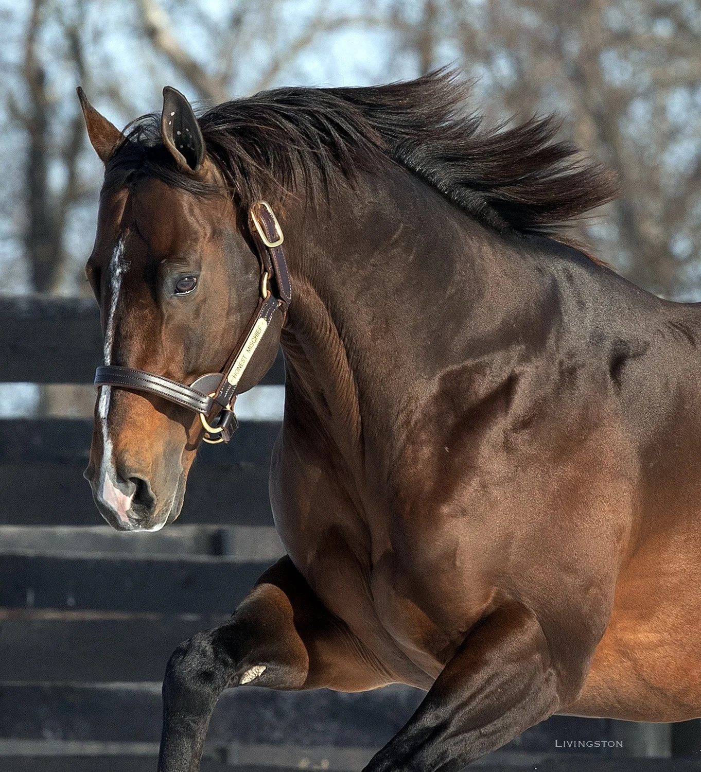 Honest Mischief tops the The Paulick Report: 2025-26 All-Value Sire Team 