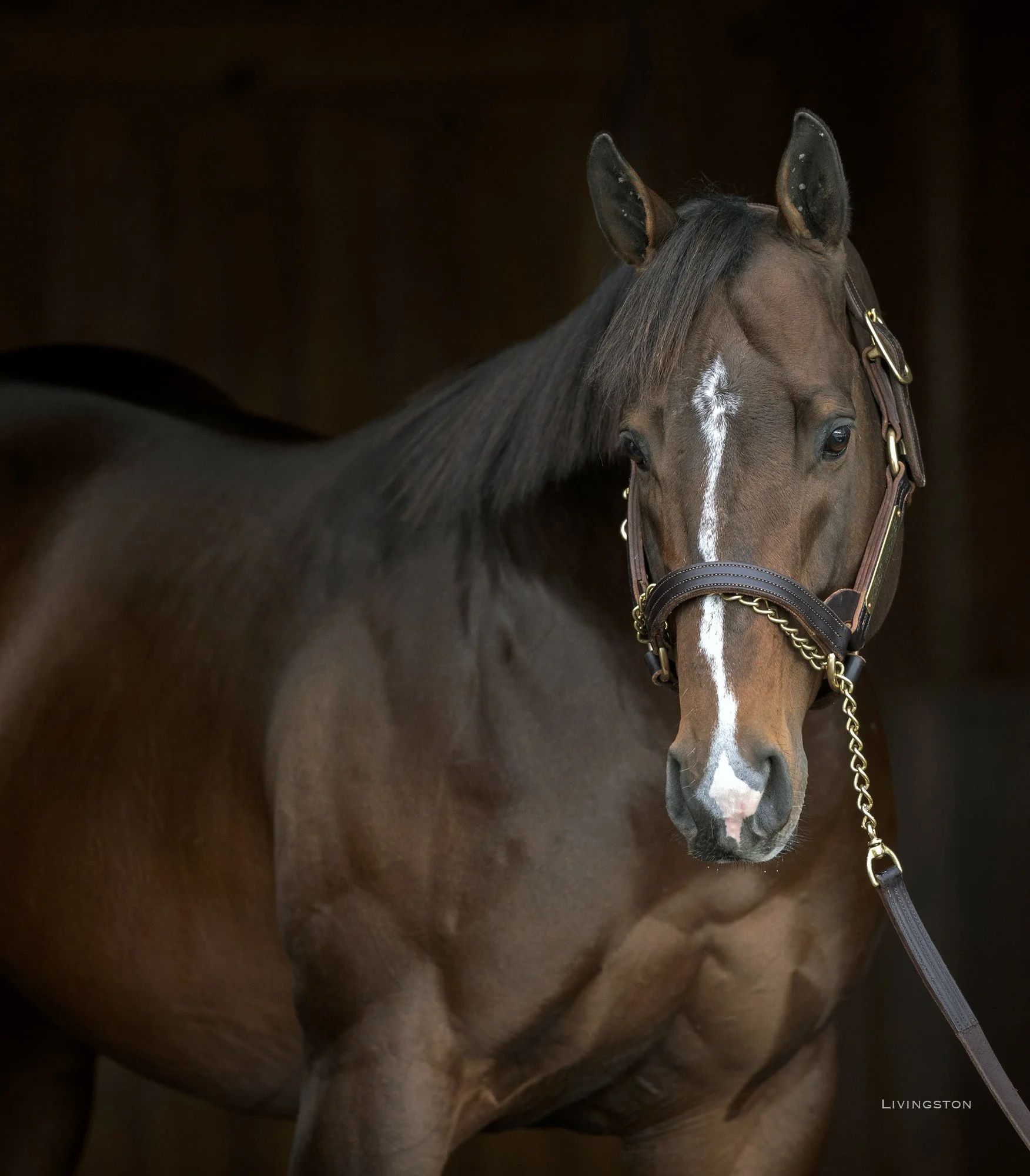 Honest Mischief’s Celtic Dawn Goes 3-for-3 With Stakes Record Turf Romp in NYSS