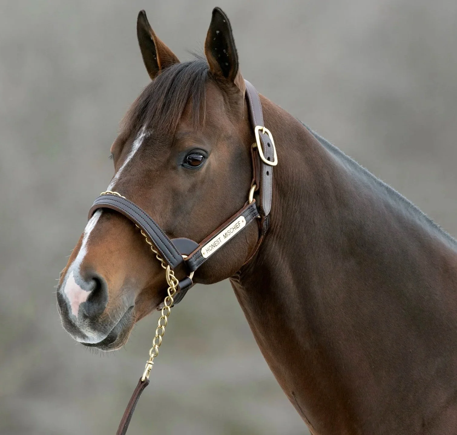 Honest Mischief runners 1-2-3 in NYSS