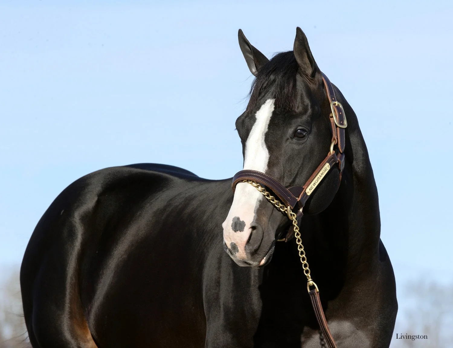 Newgrange - 12-8-25.Livingston photo (1).jpg