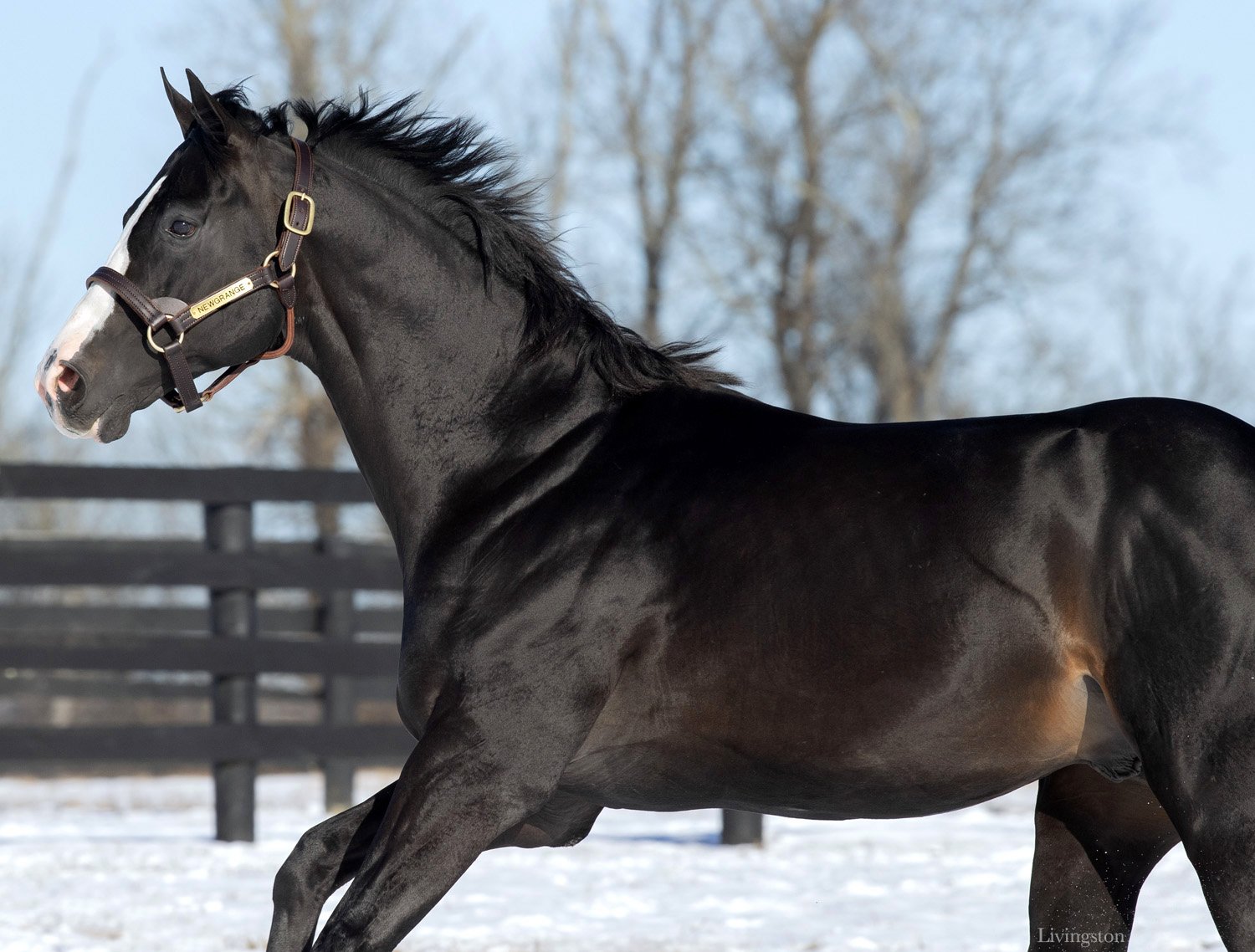 Newgrange - 12-8-25.Livingston photo (9).jpg