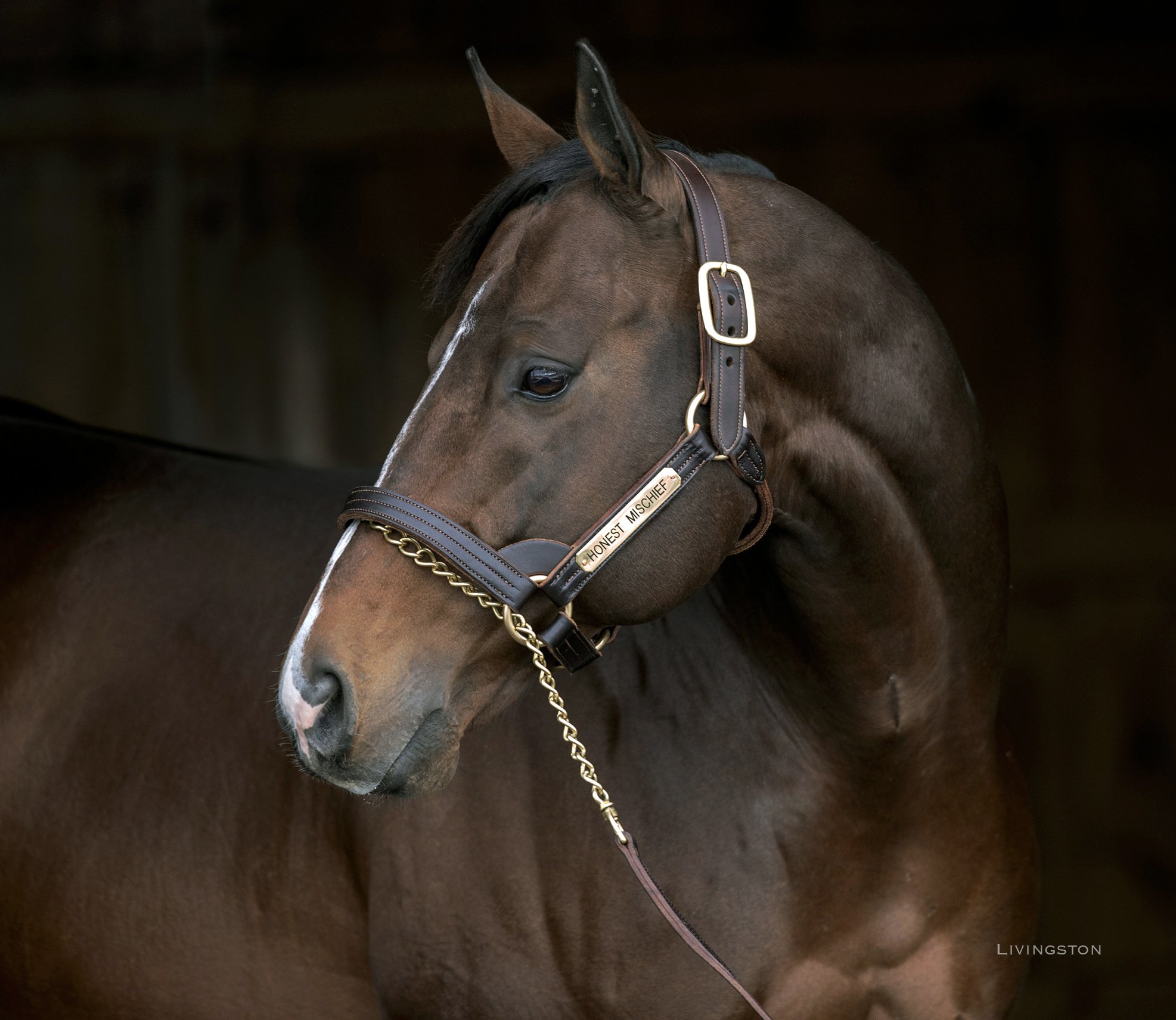 Honest Mischief - Sequel.1-9-26.Barbara Livingston (3).JPG