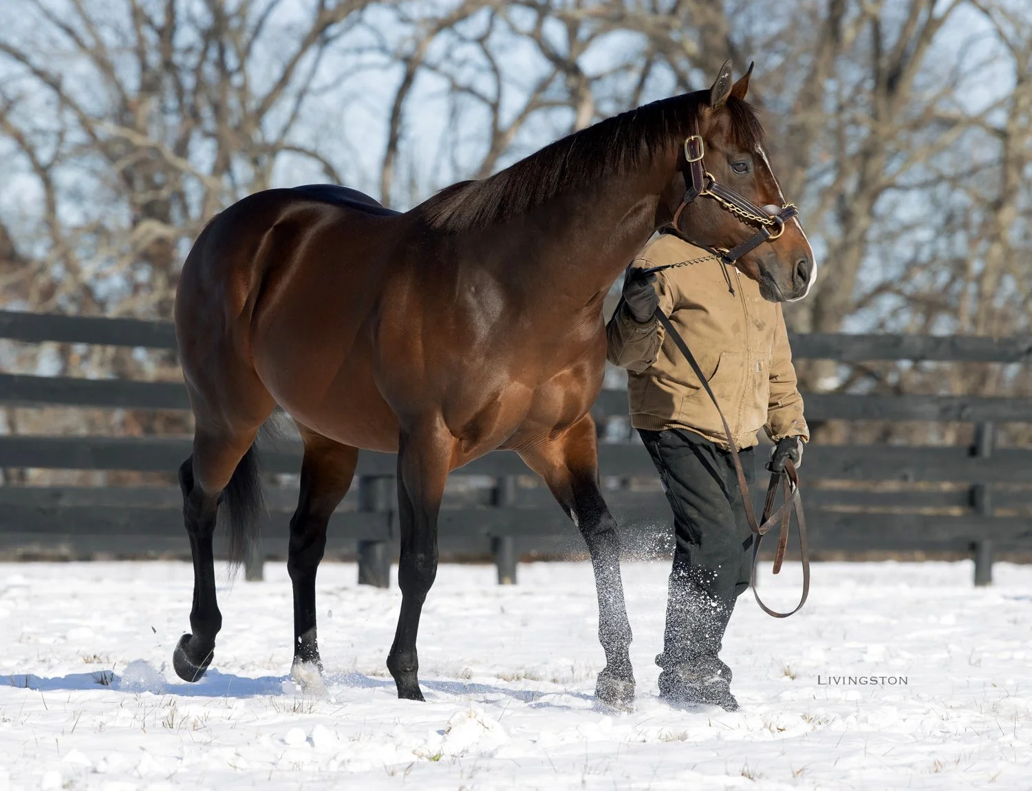 Honest Mischief - Sequel - 12-8-25 Barbara Livingston photo (1)_1.jpg