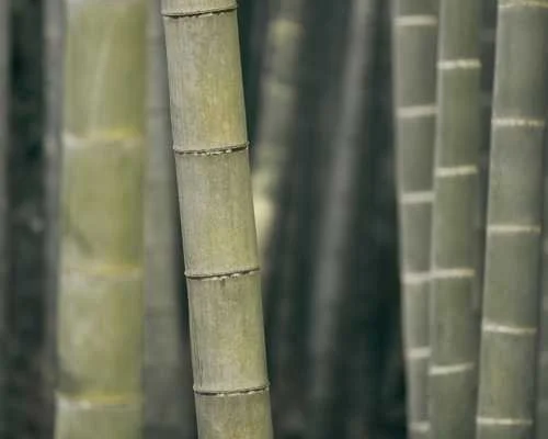 👉 calm bamboo background for online counseling website