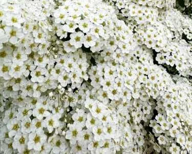 White flowers in bloom creating a soft natural background