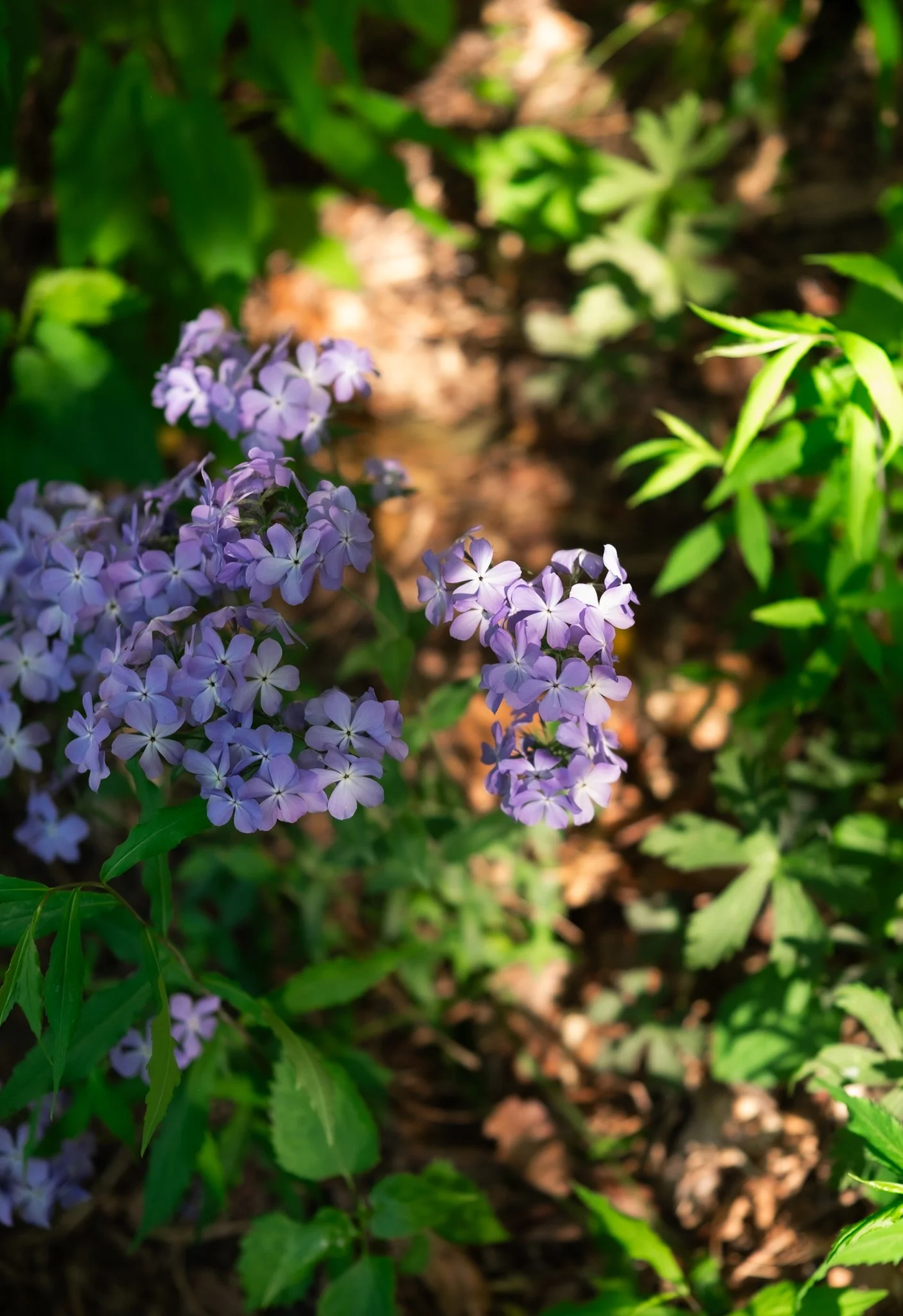 DSCF7588.jpg