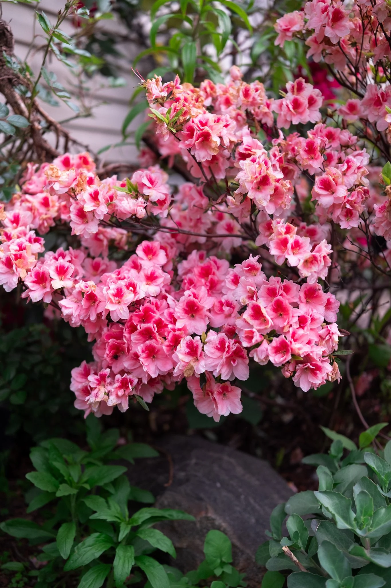 DSCF7162.jpg
