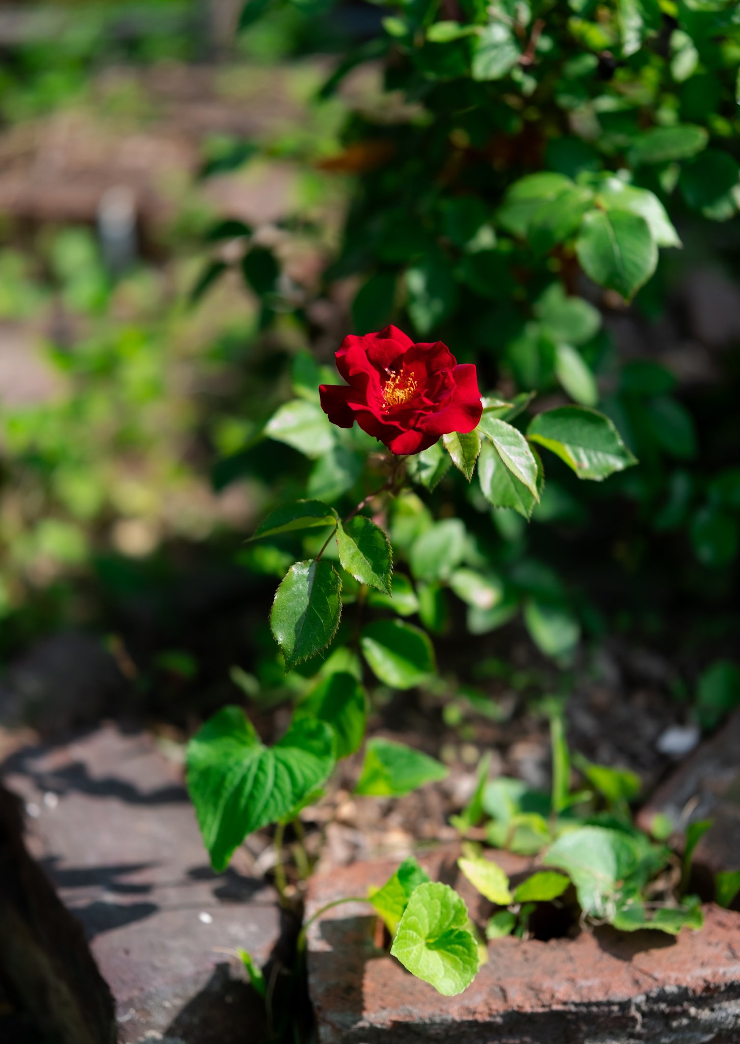DSCF7808.jpg