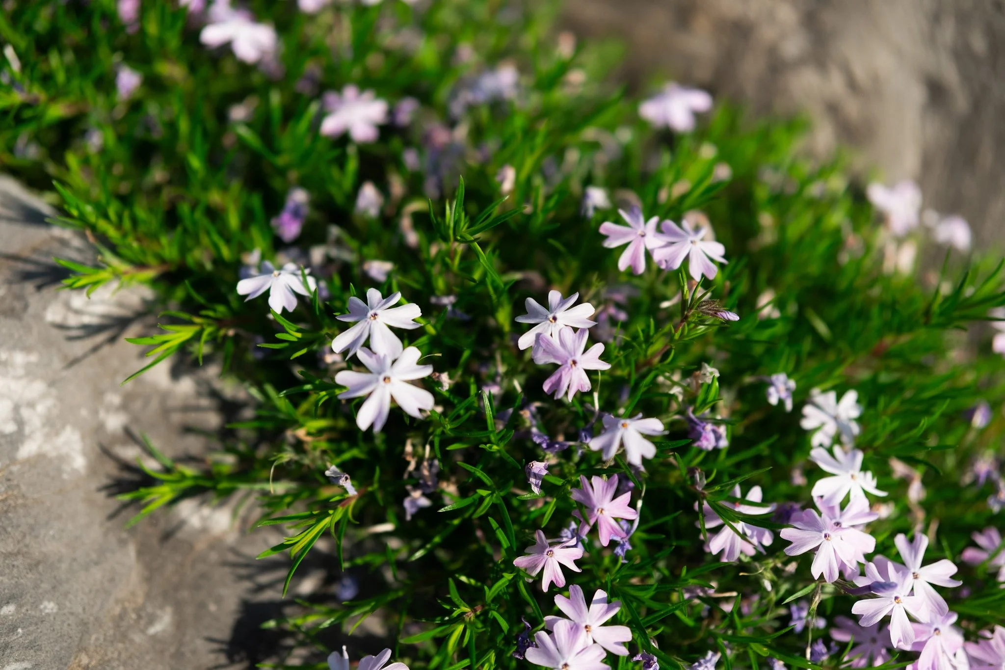 DSCF7715.jpg