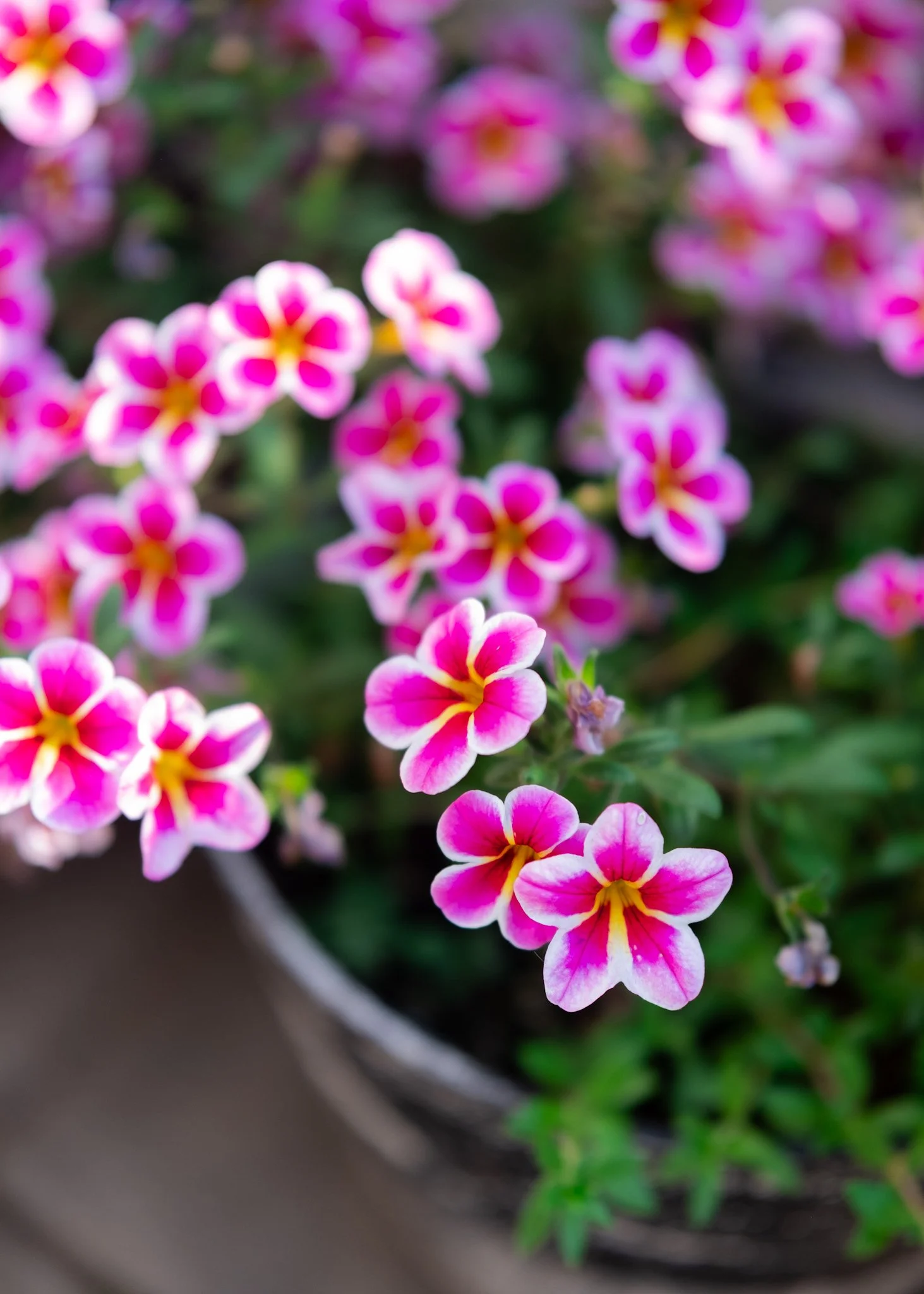 DSCF7779.jpg