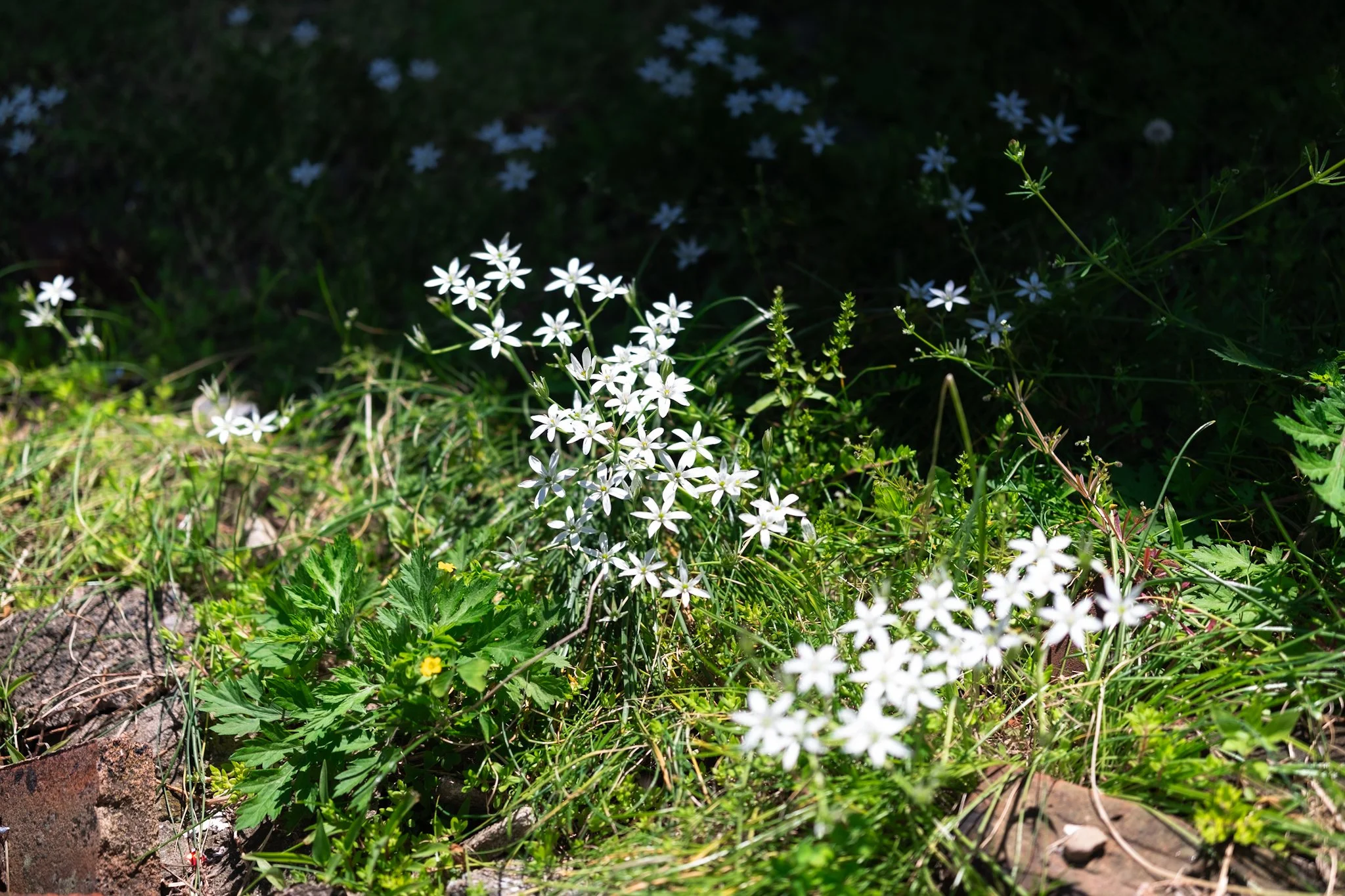 DSCF7215.jpg