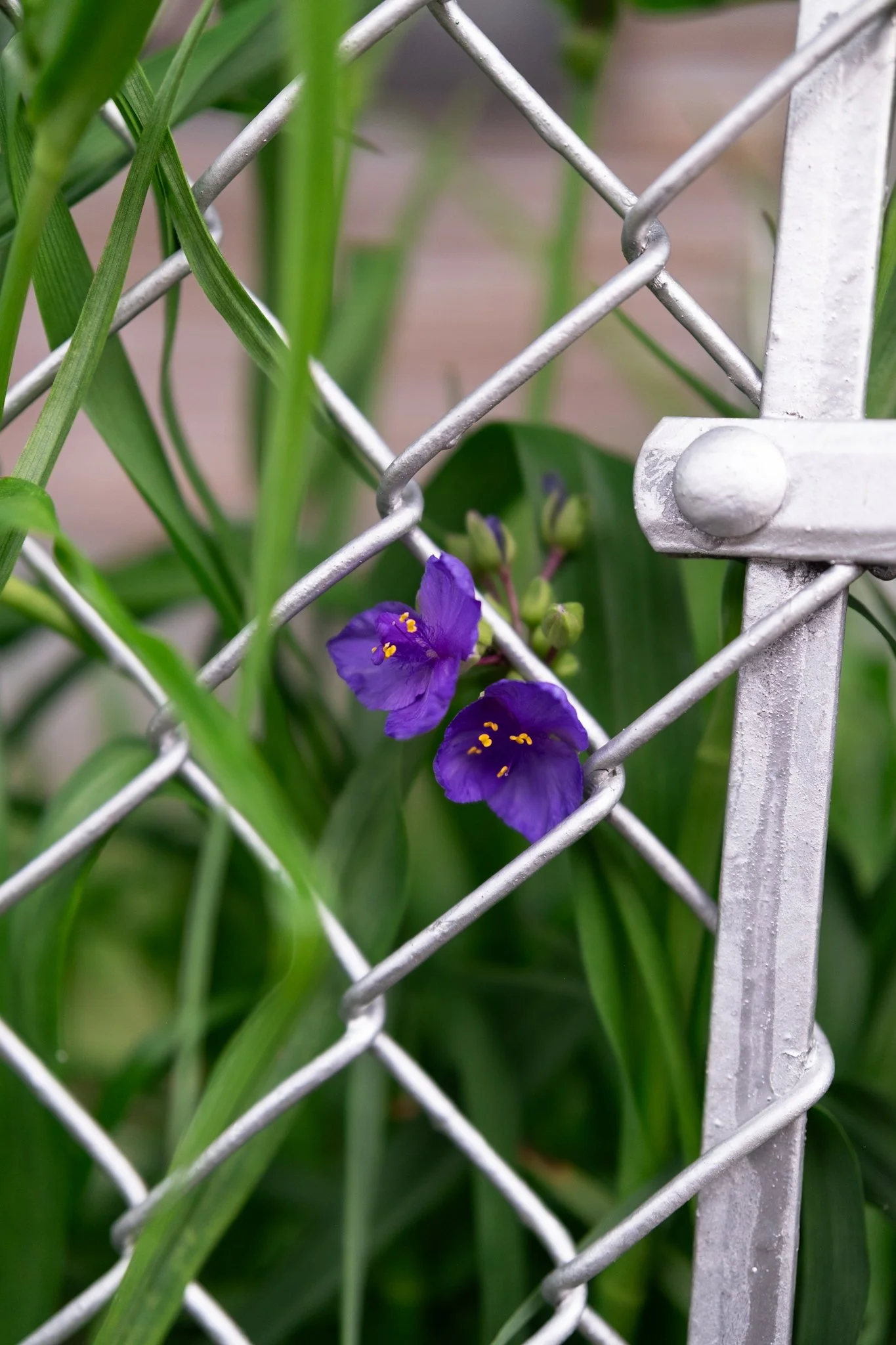 DSCF7134.jpg