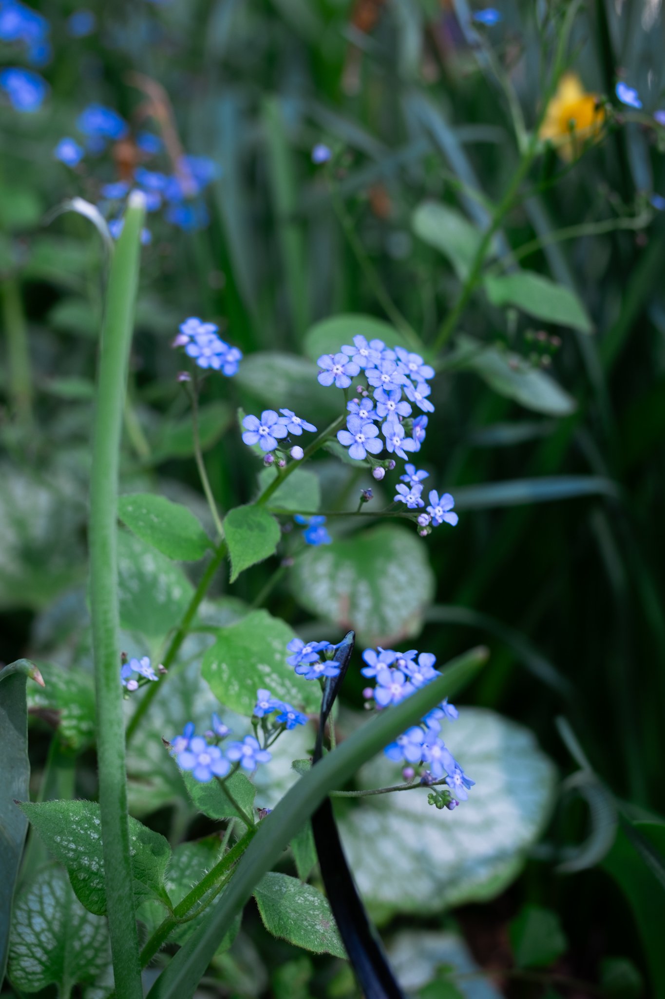 DSCF6115.jpg