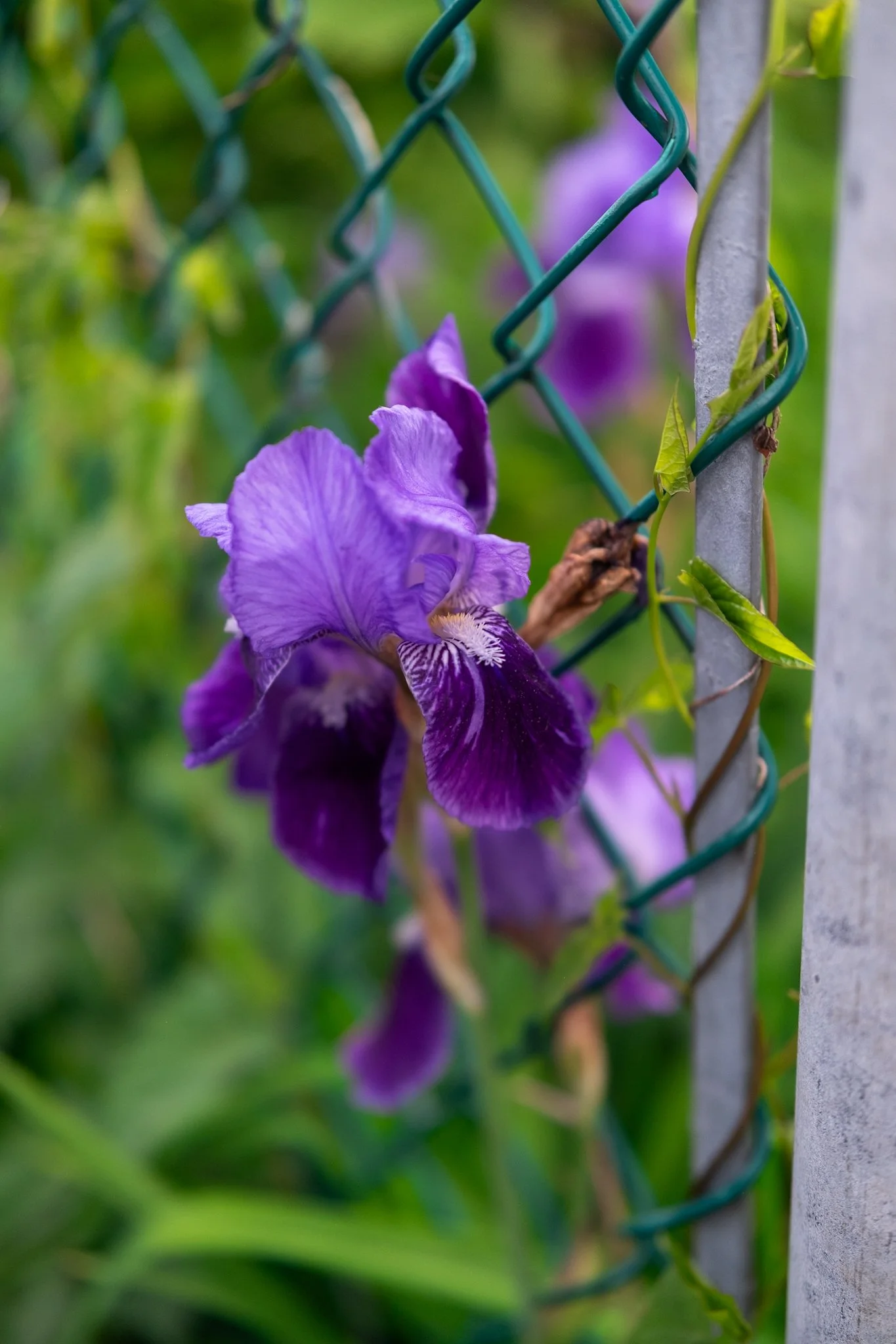 DSCF7122.jpg