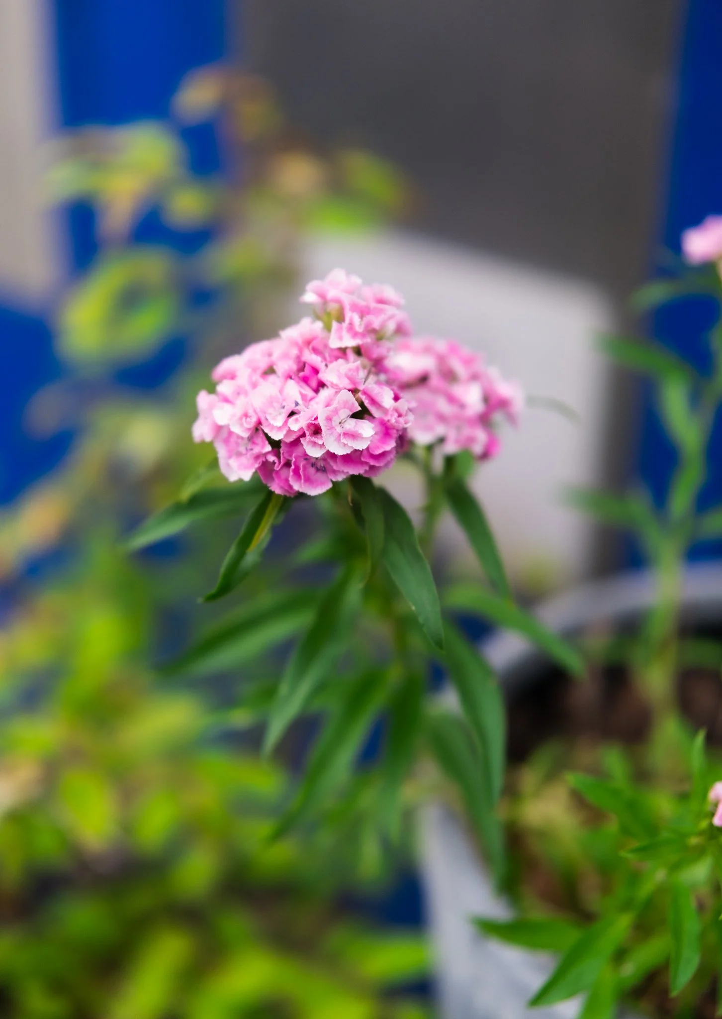 DSCF7821.jpg