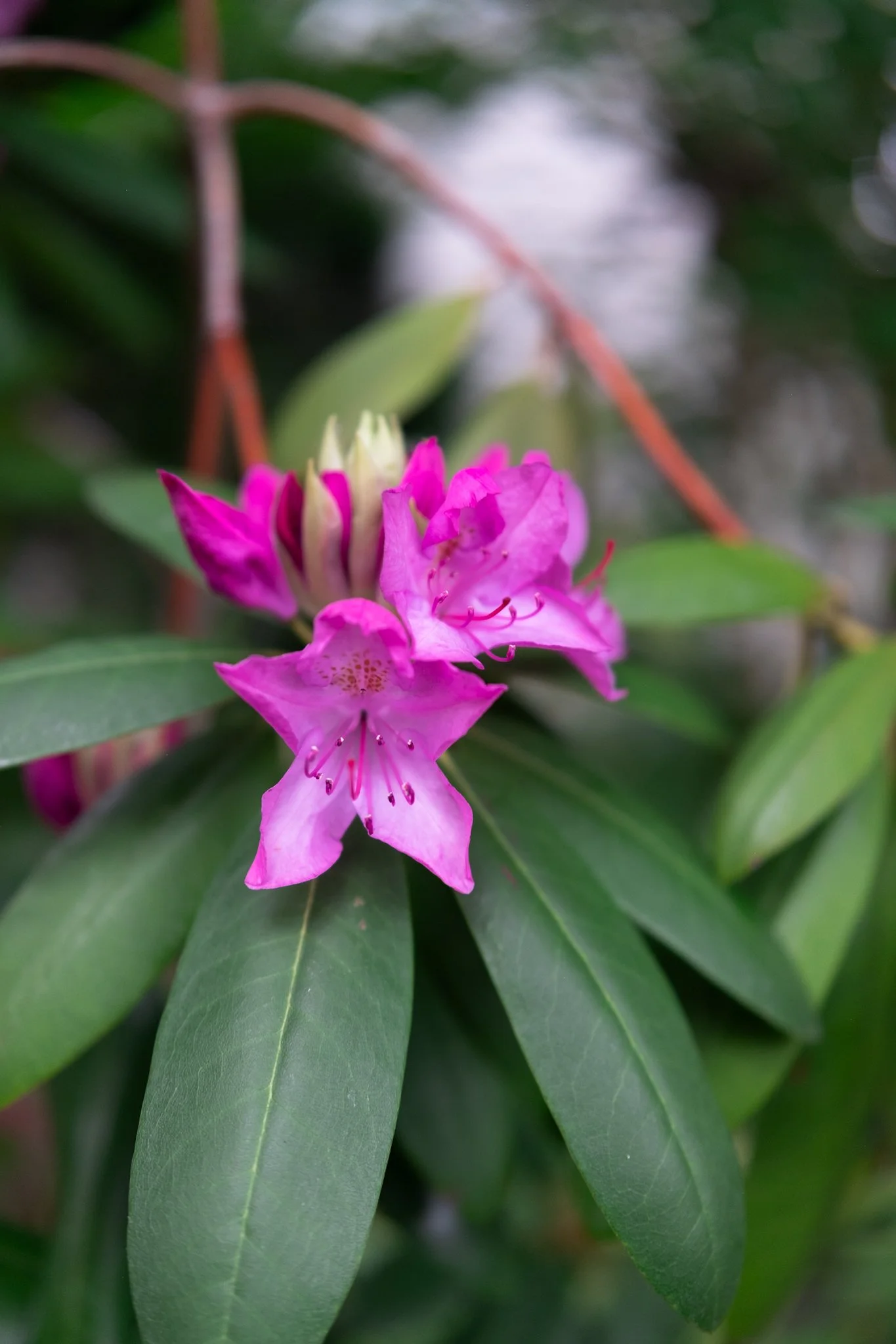 DSCF7150.jpg