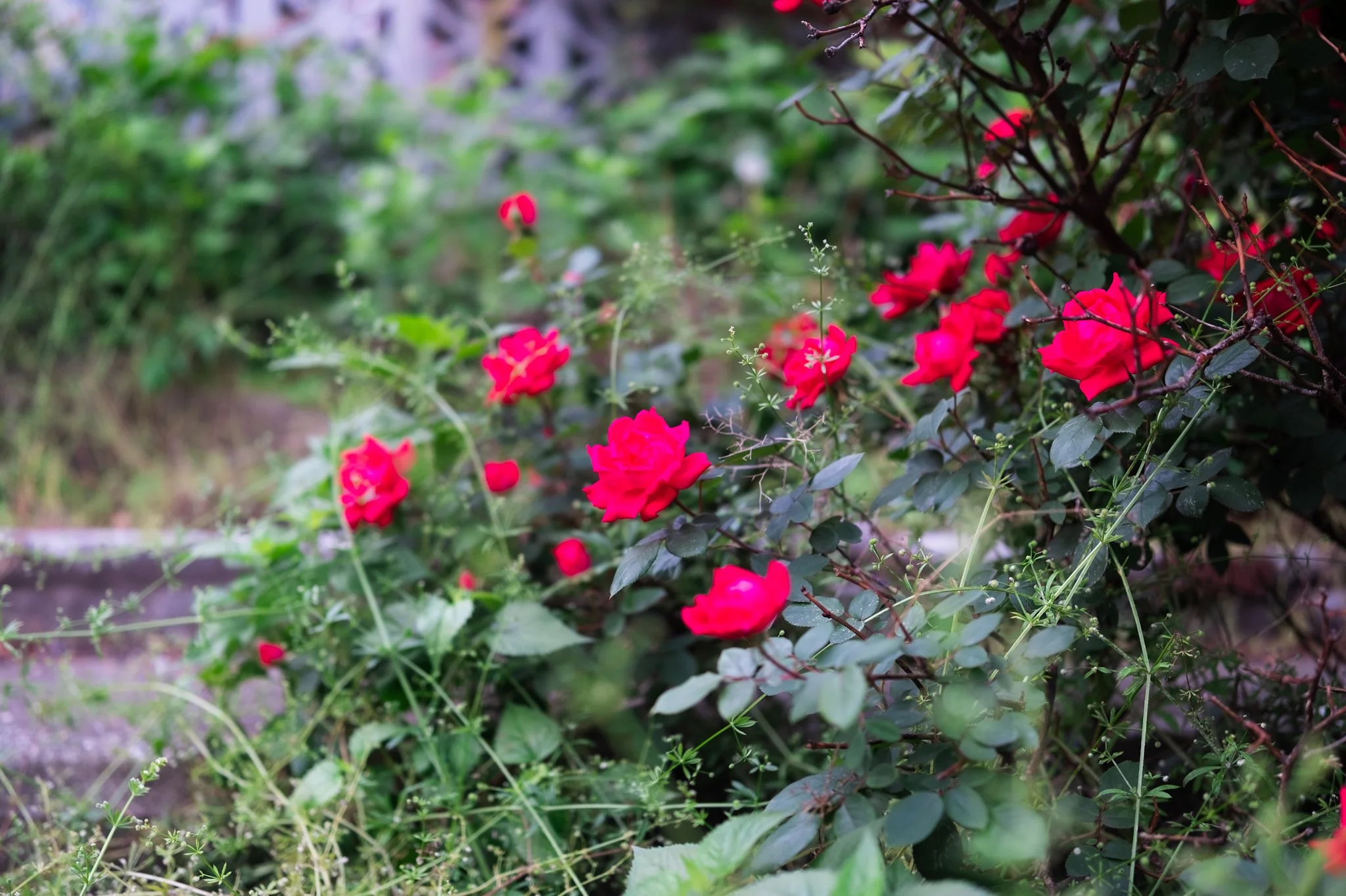 DSCF7839.jpg