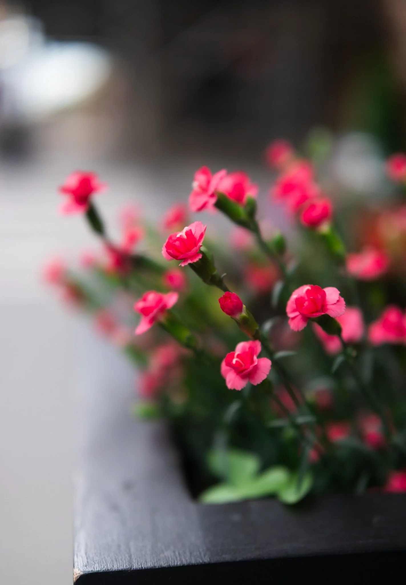DSCF7859.jpg
