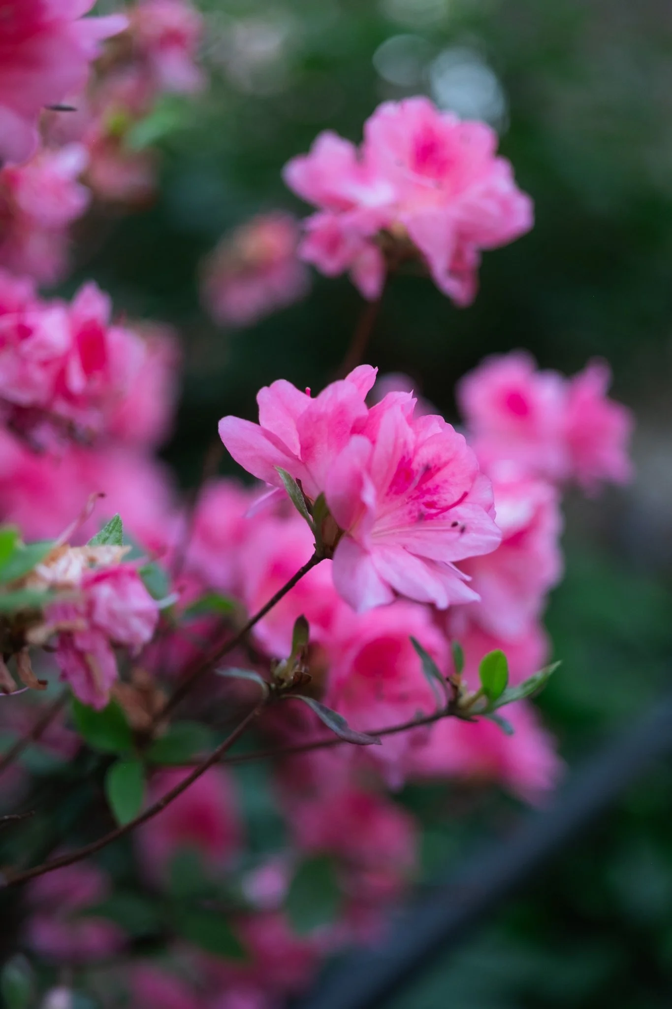 DSCF7045.jpg