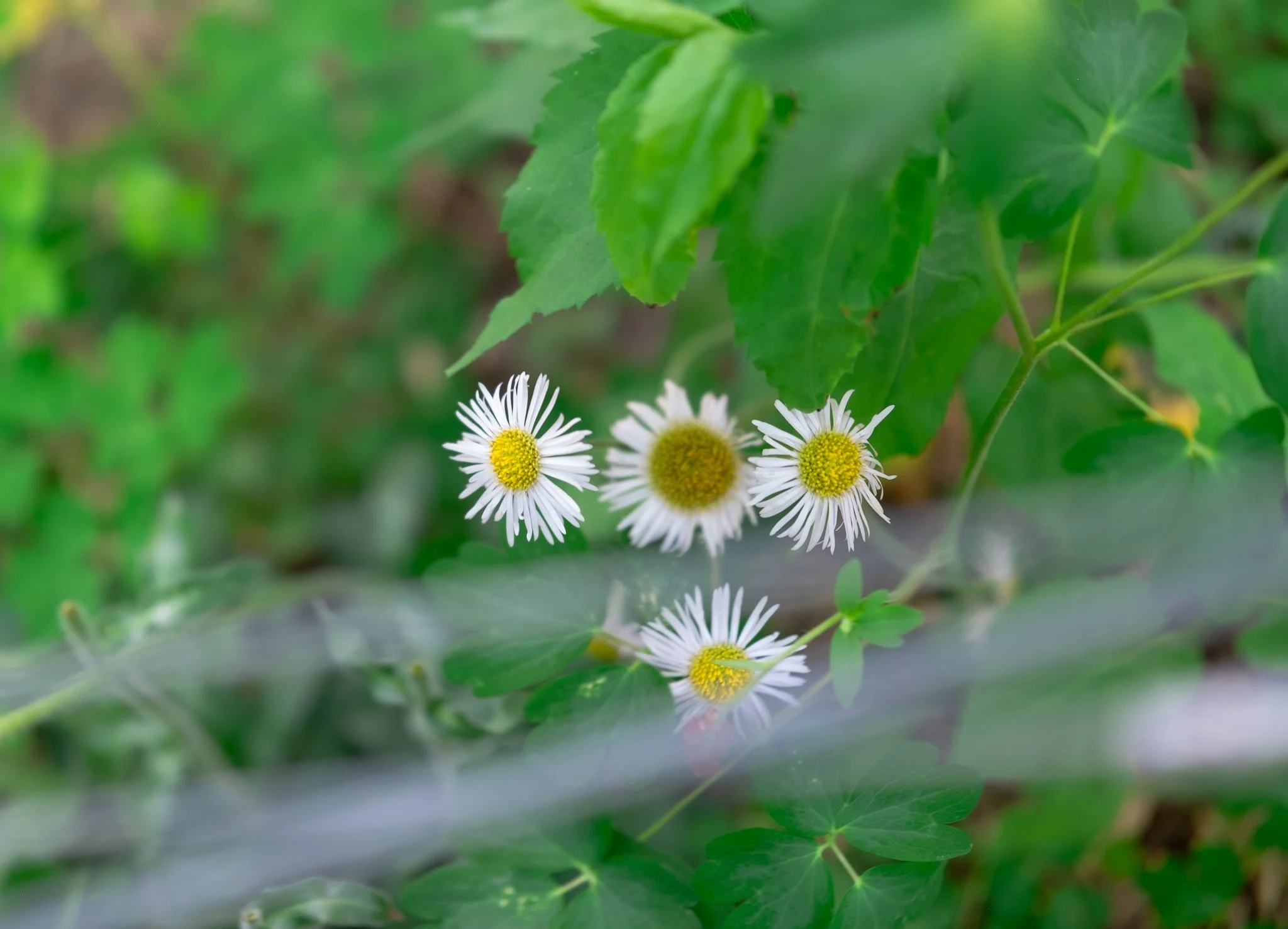 DSCF7586.jpg