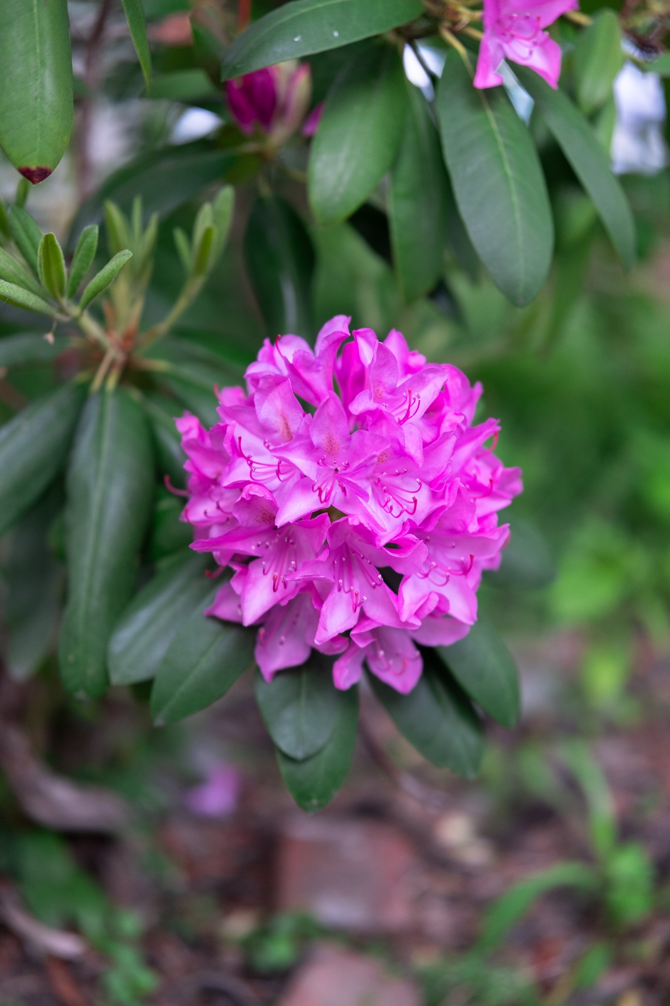 DSCF7152.jpg