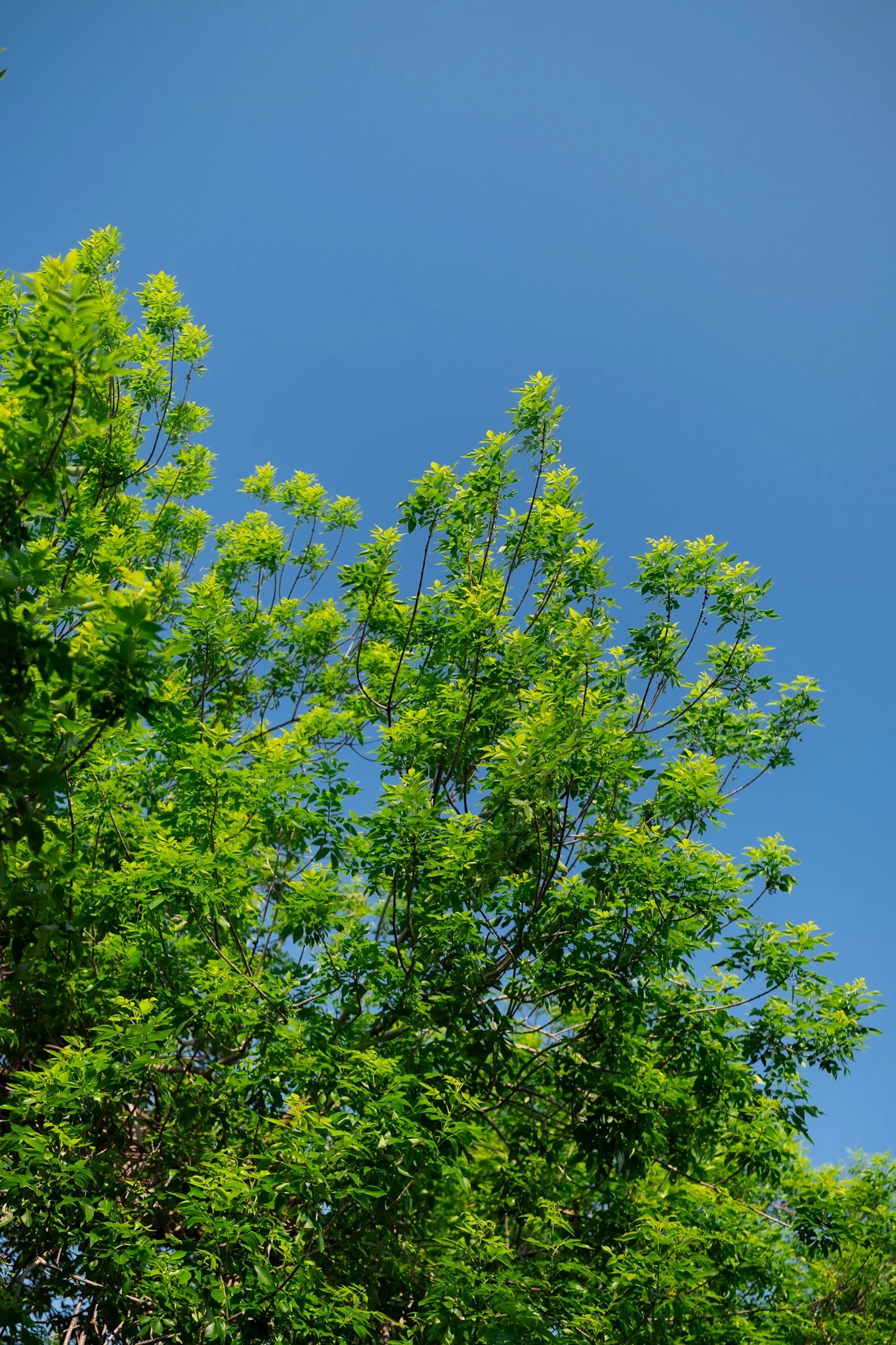 DSCF7775.jpg