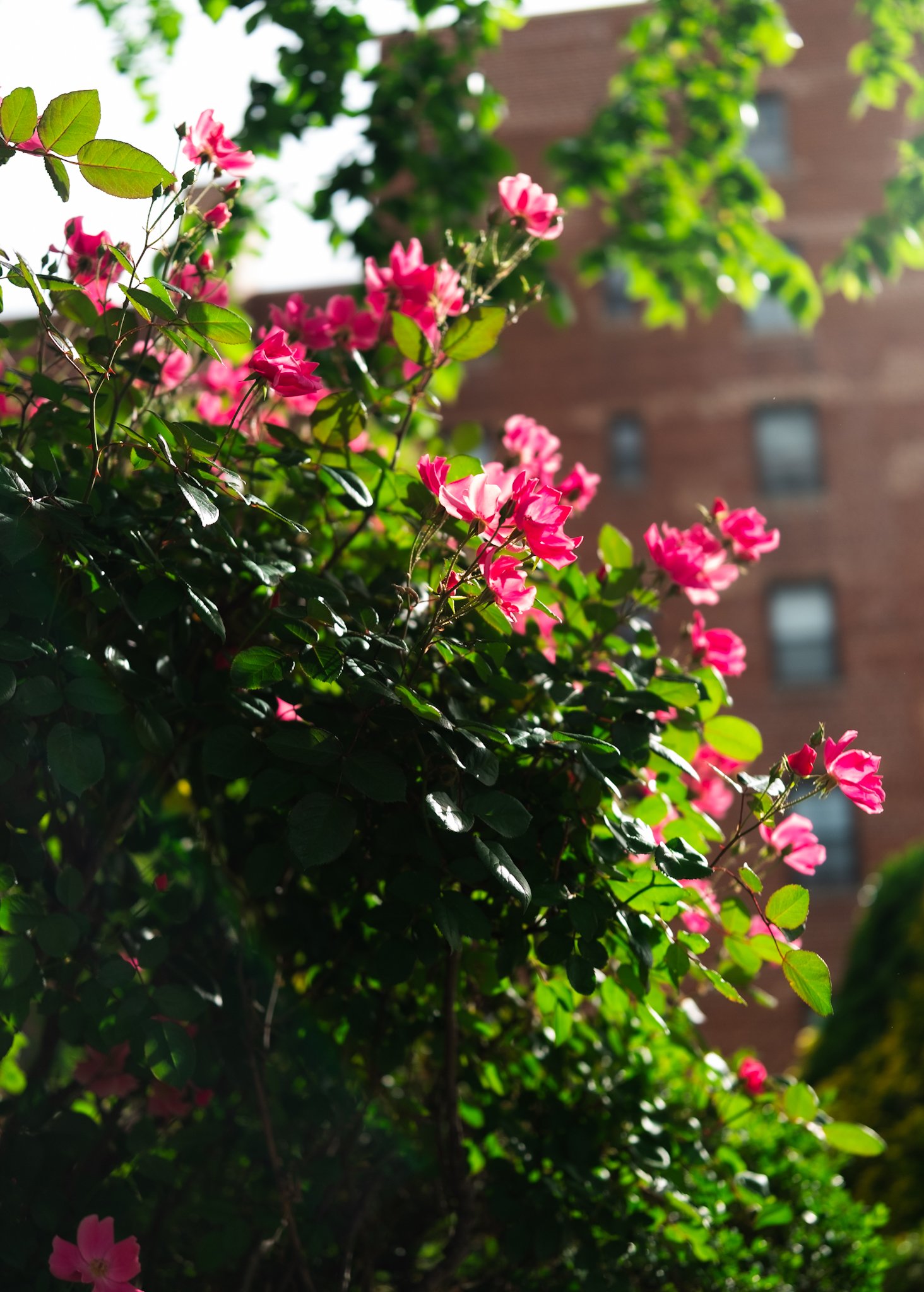 DSCF7888.jpg