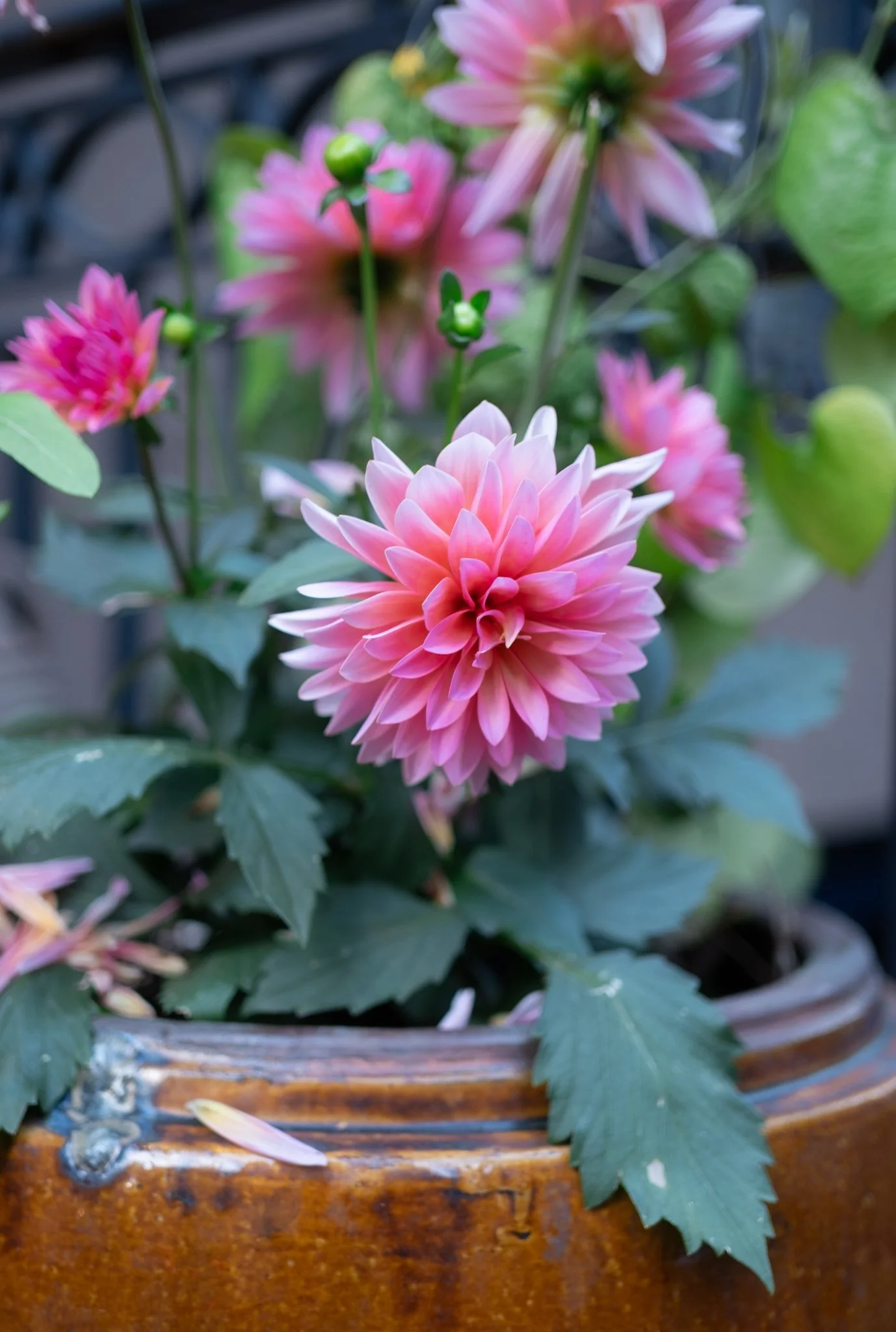 DSCF6845.jpg