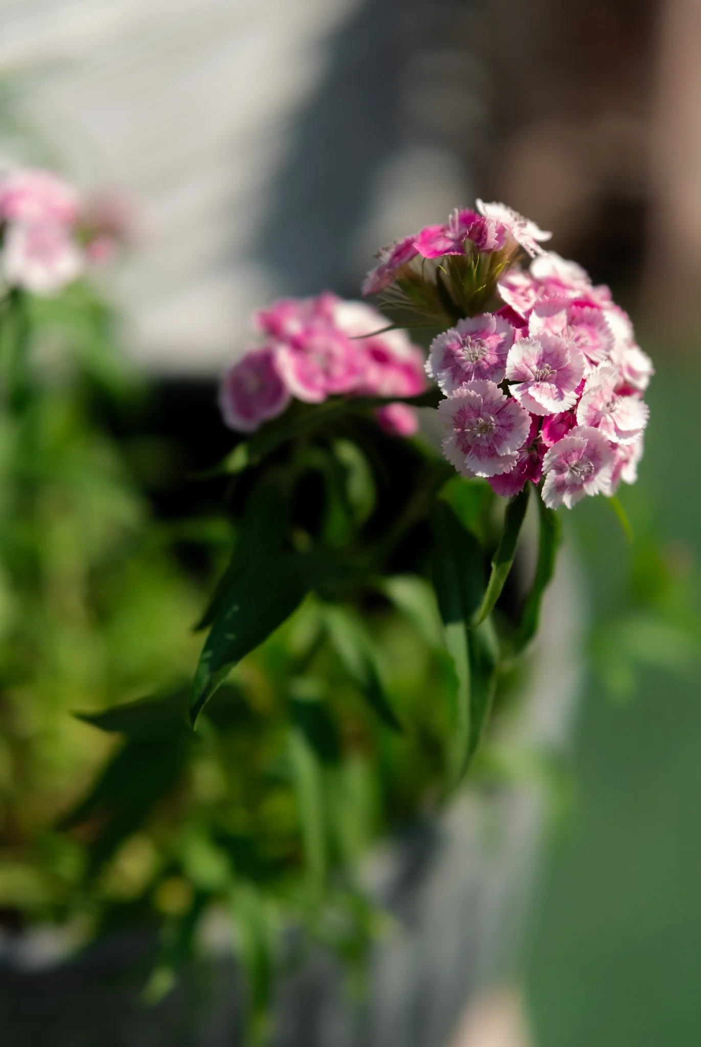 DSCF7810.jpg