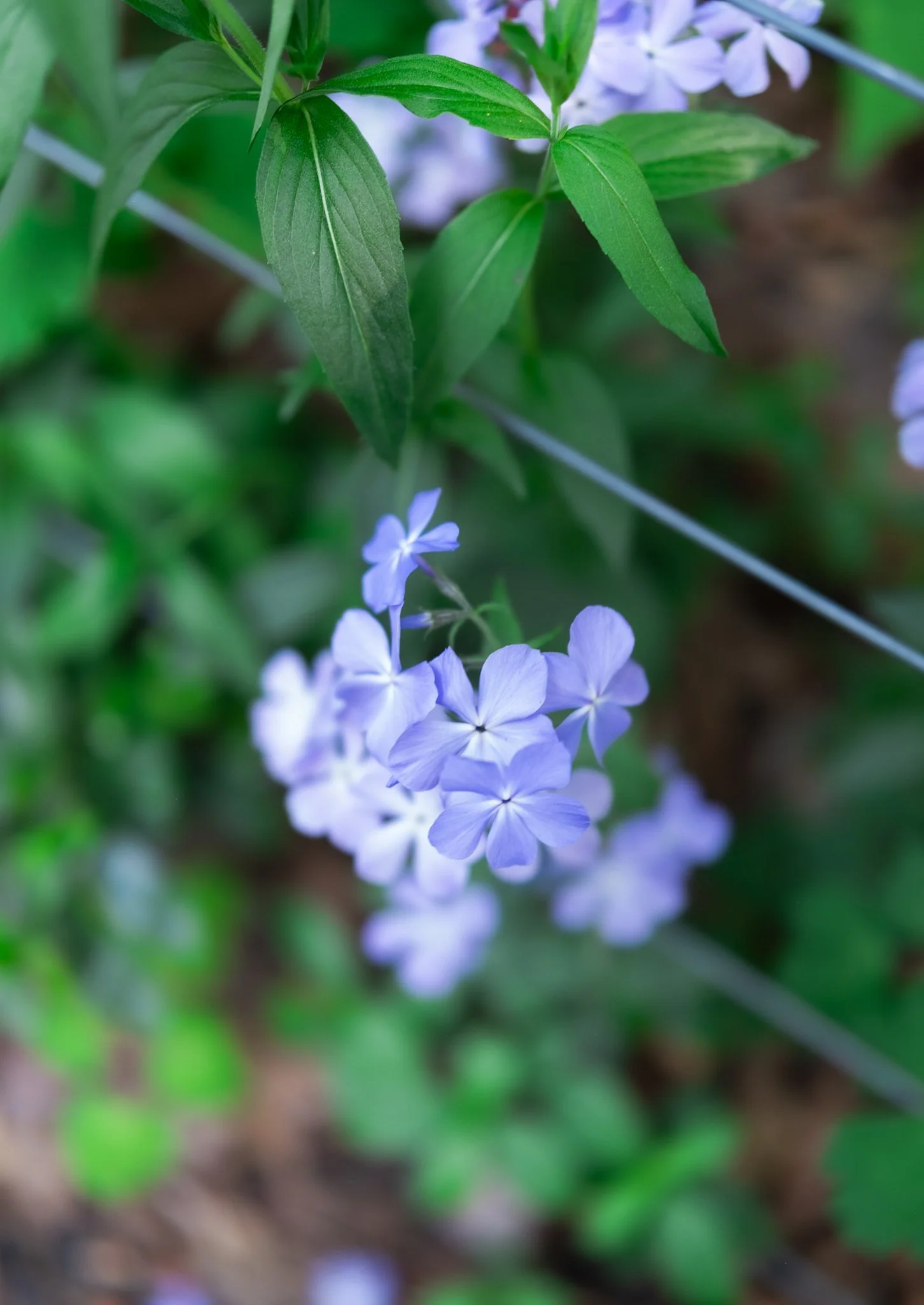 DSCF7593.jpg