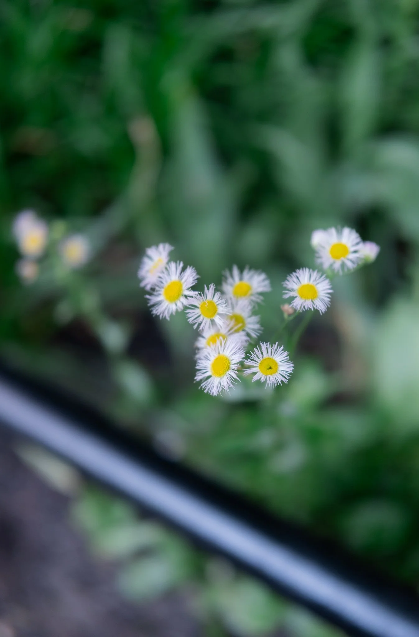 DSCF7749.jpg