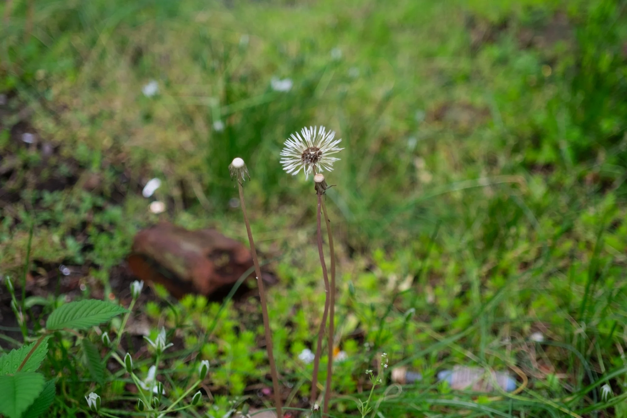 DSCF6468.jpg