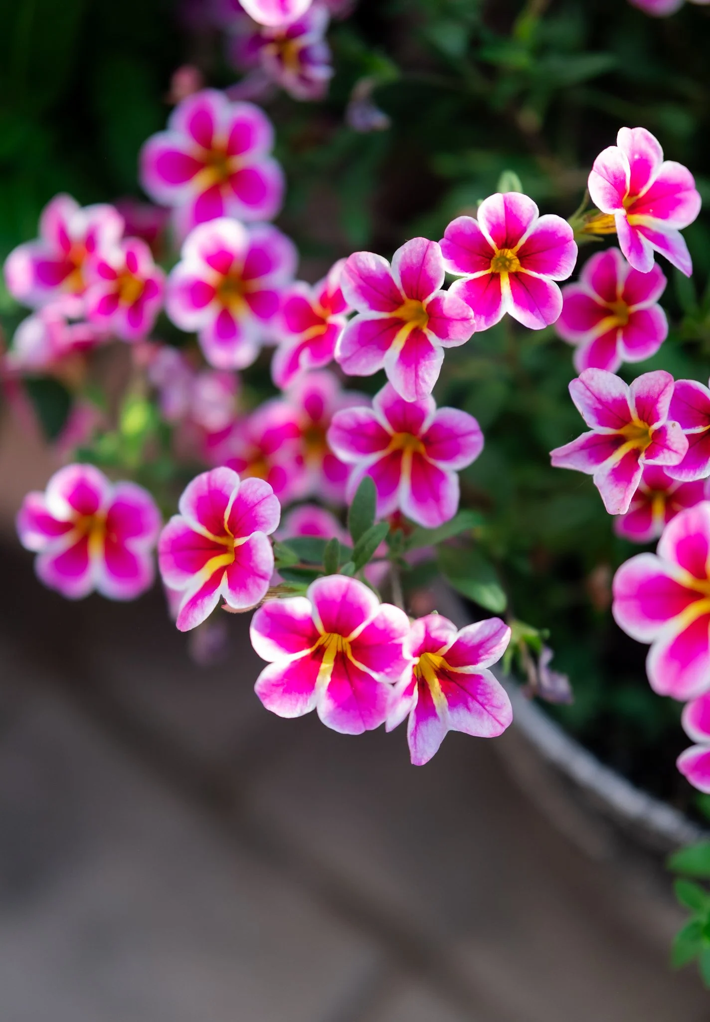 DSCF7784.jpg