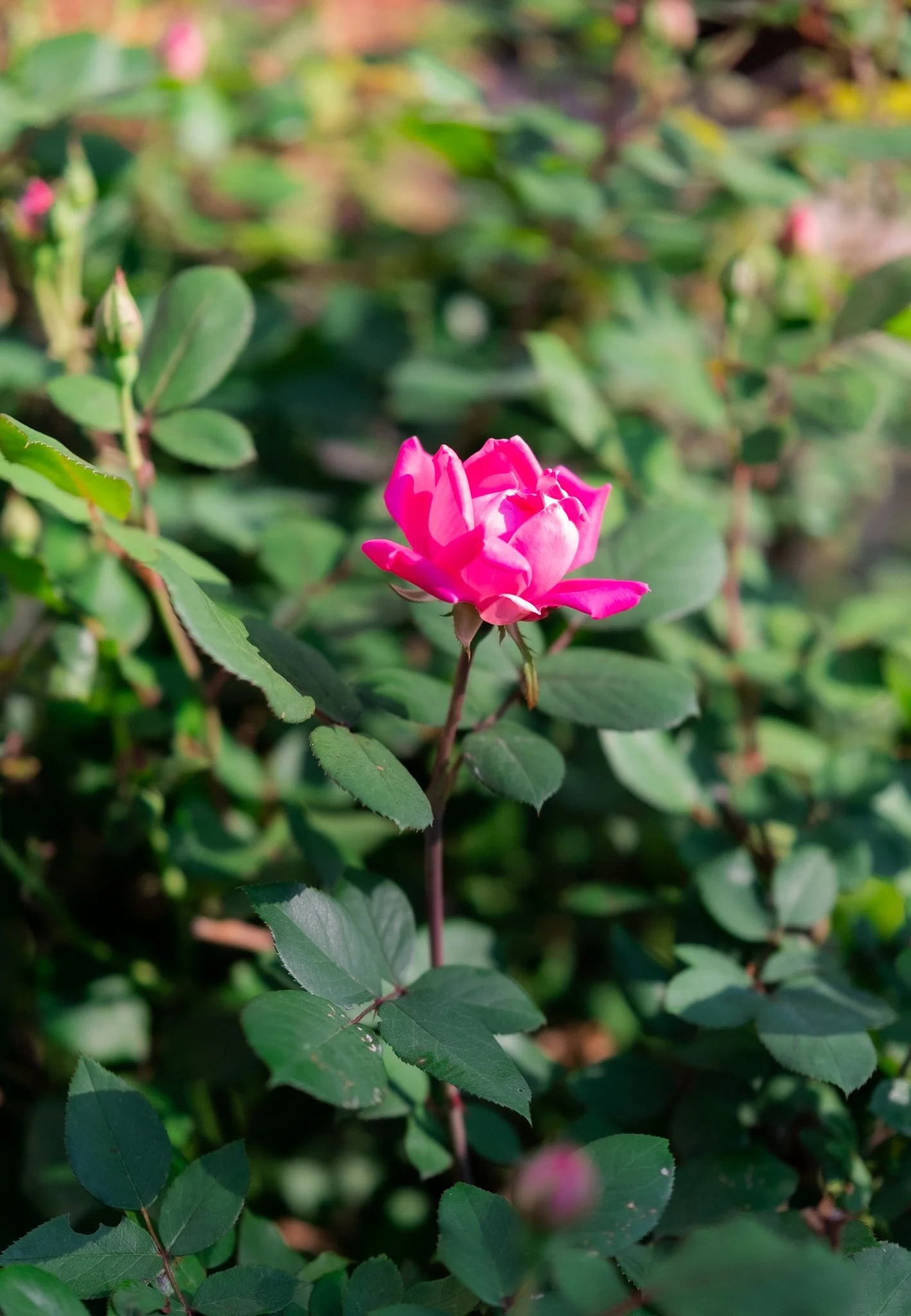 DSCF7770.jpg