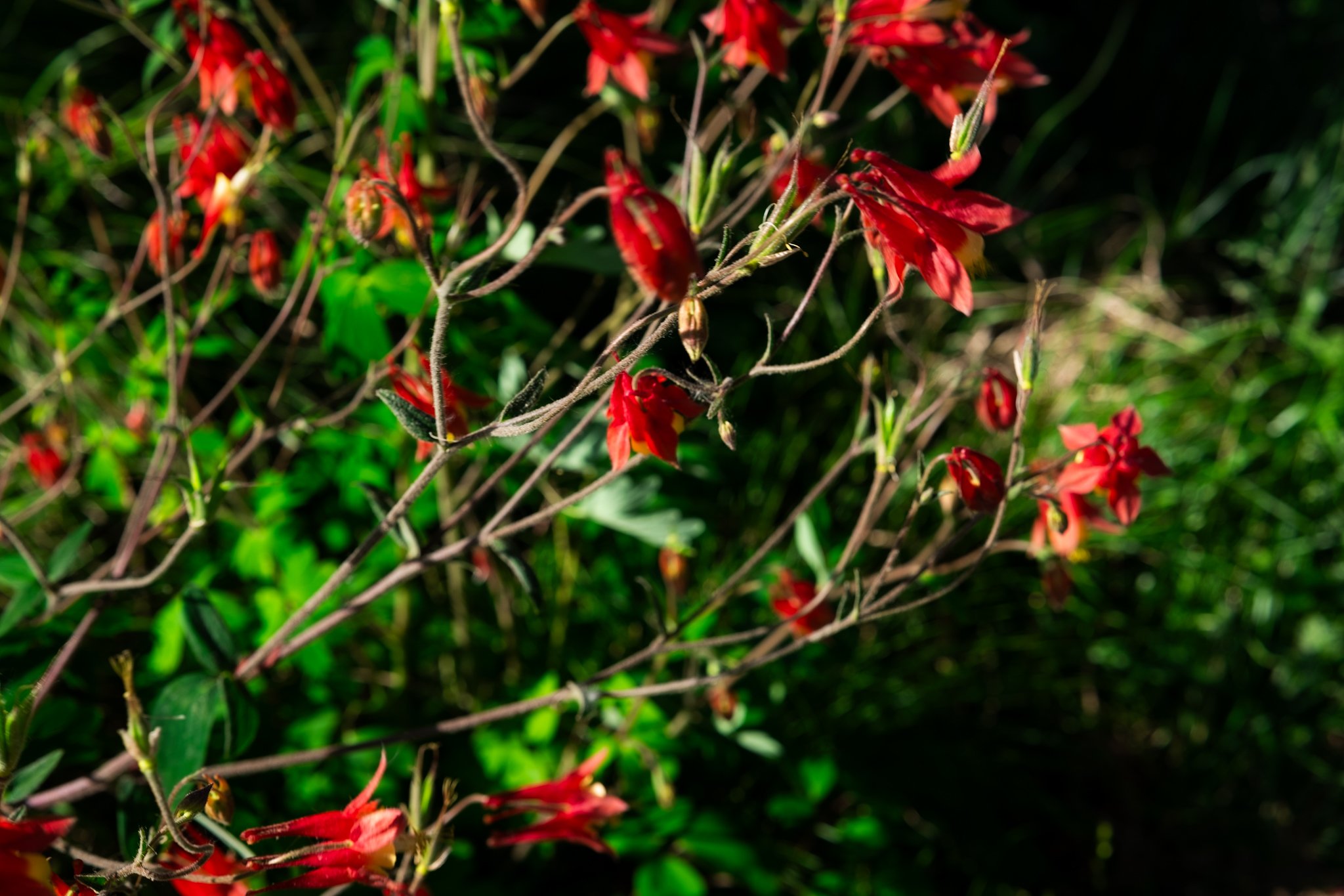 DSCF7450.jpg