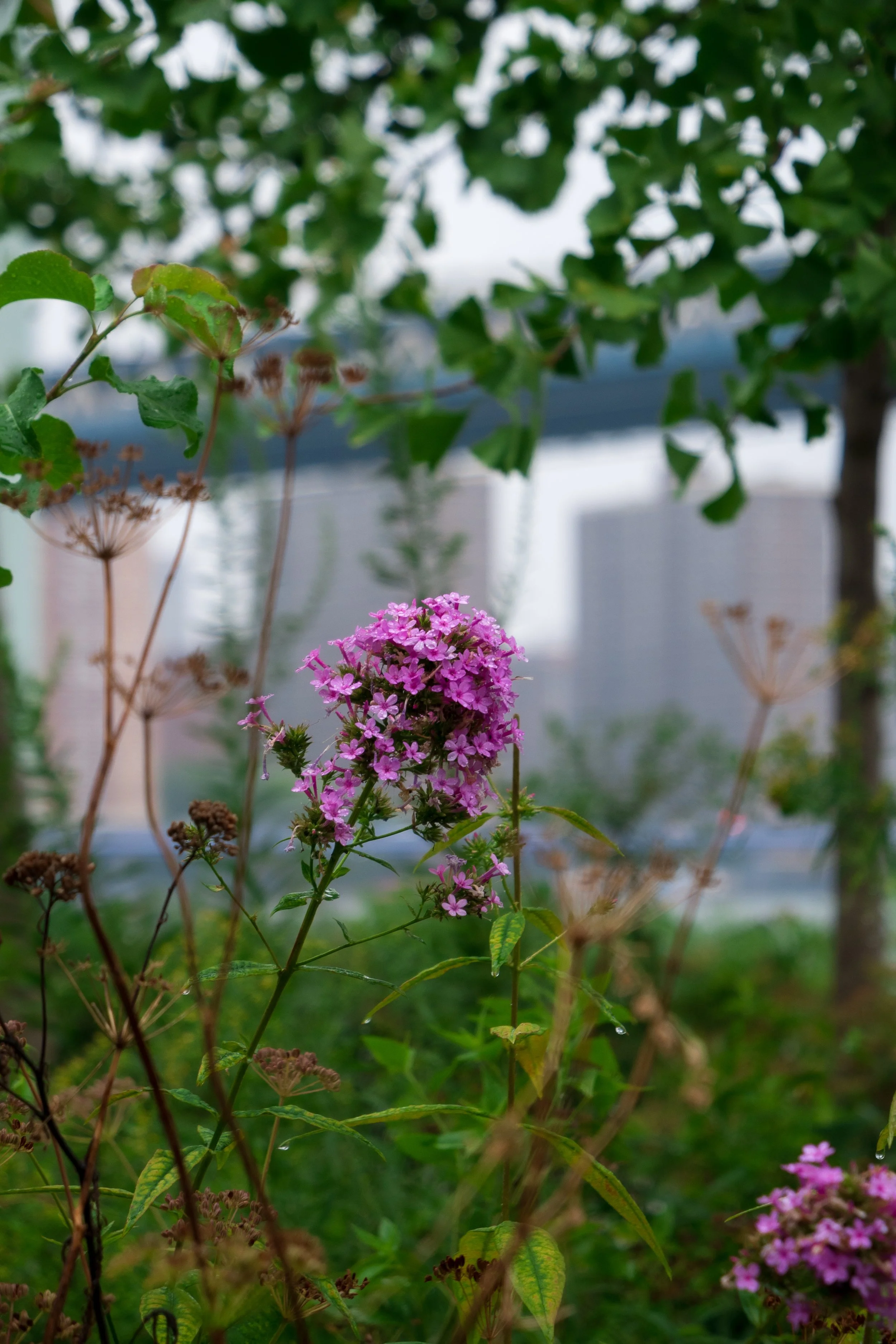 P1050175.jpg