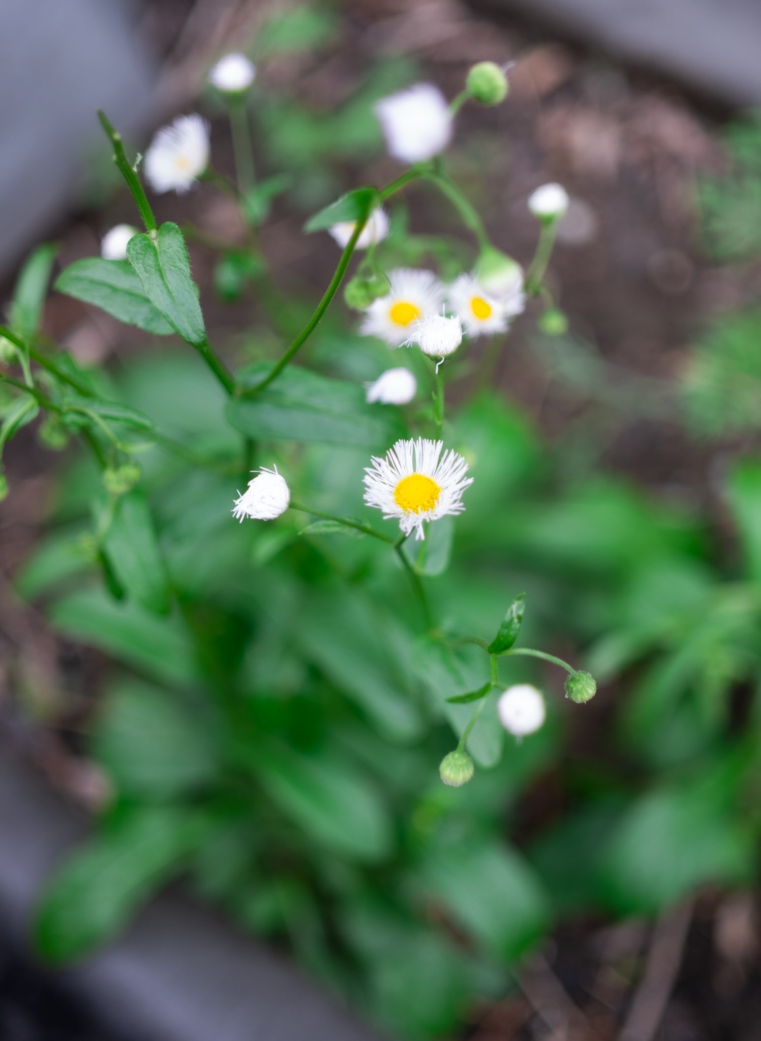 DSCF6660.jpg