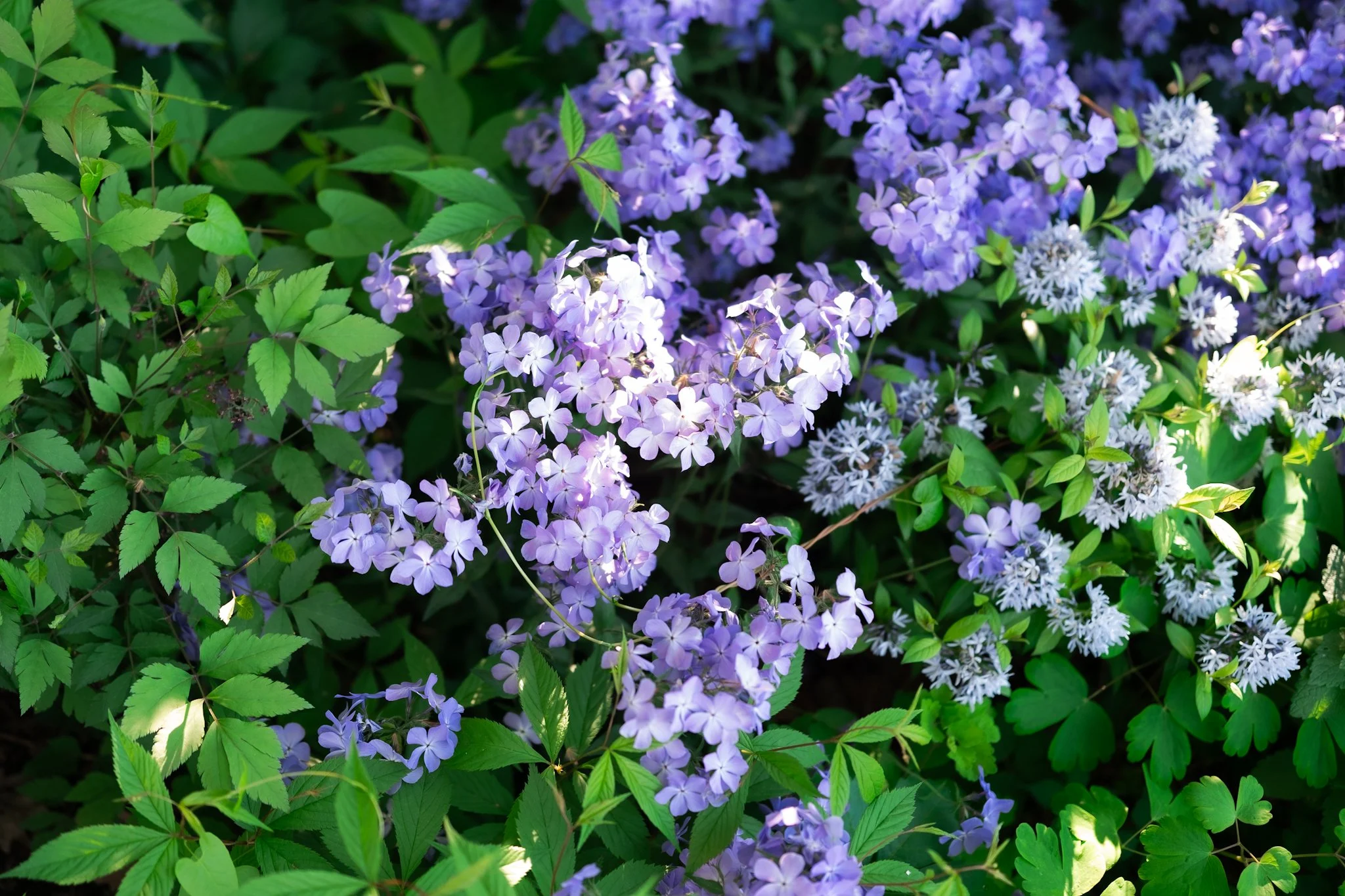 DSCF7618.jpg