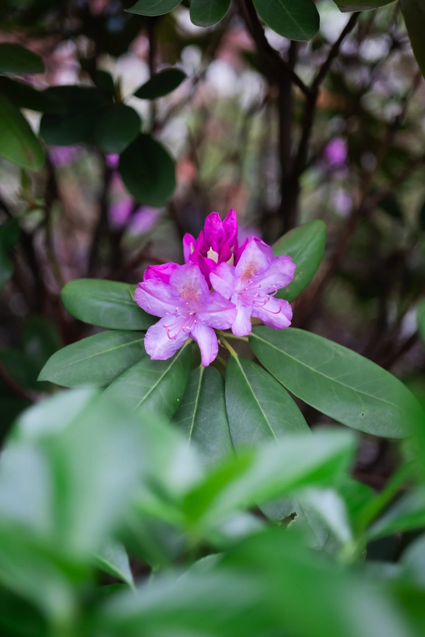 DSCF6584.jpg