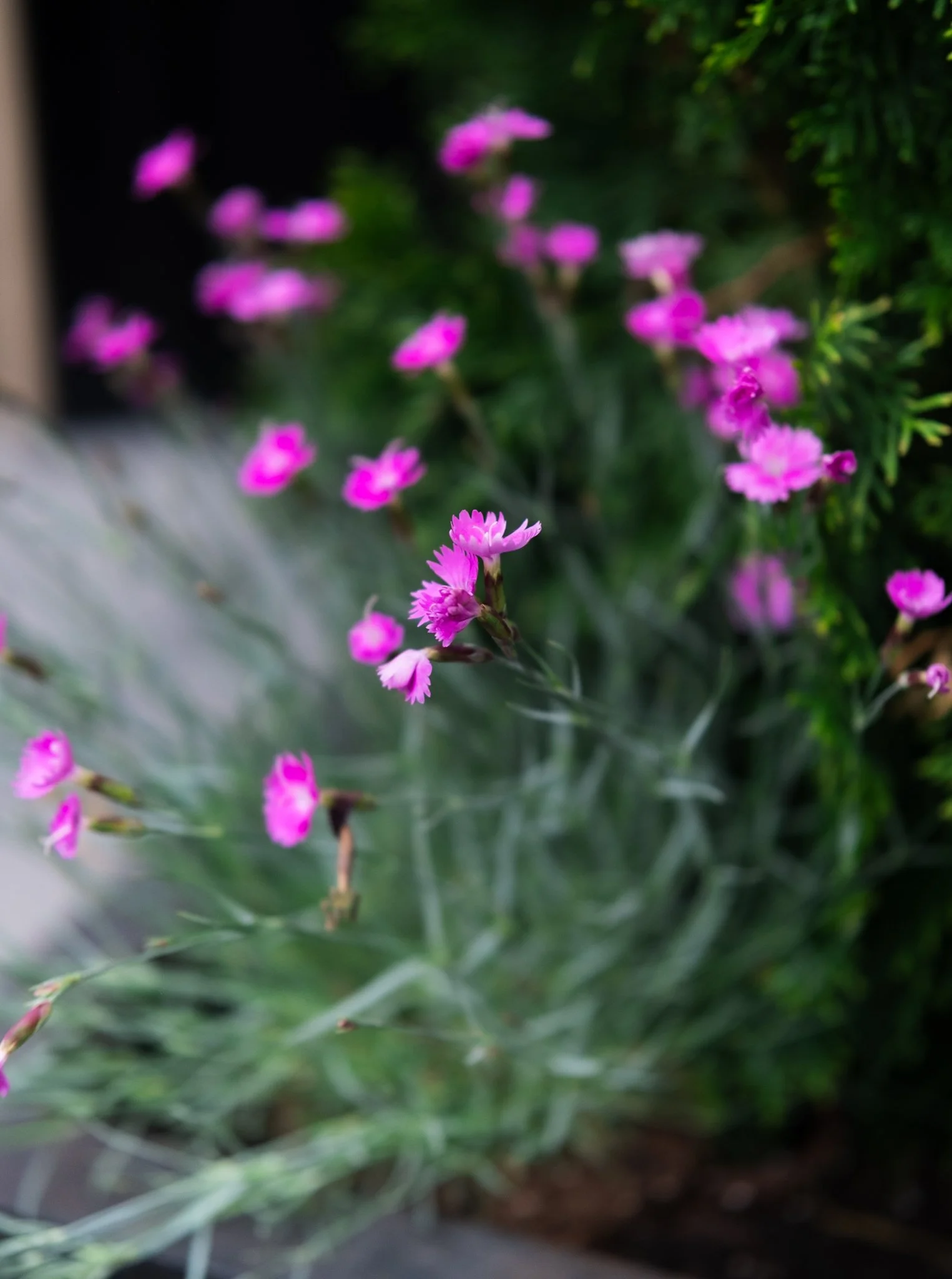 DSCF7872.jpg