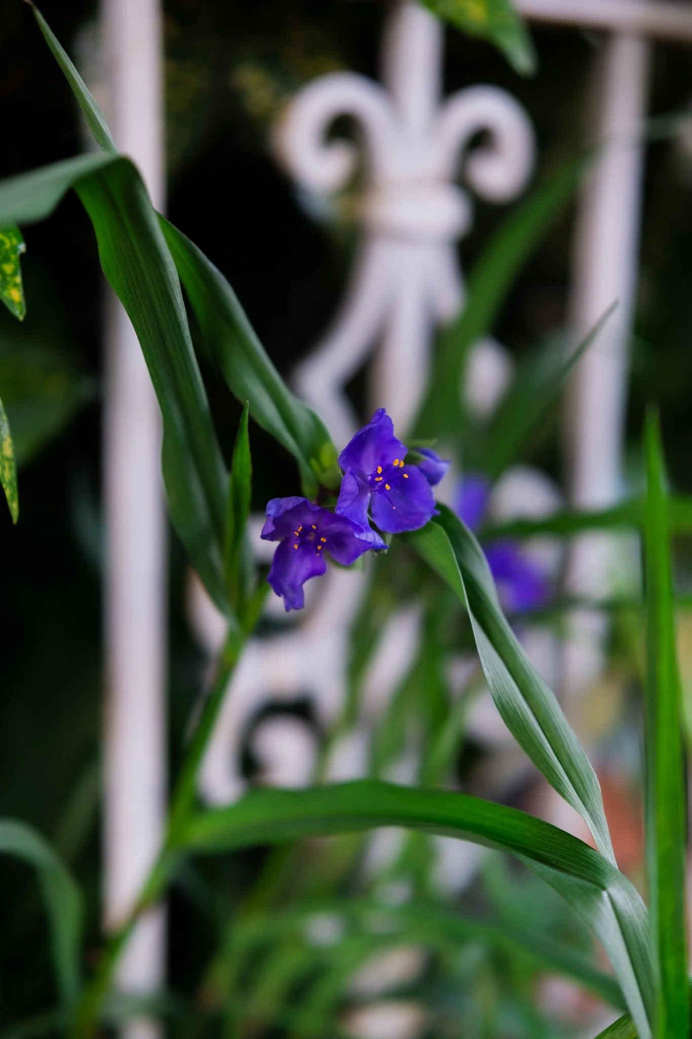 DSCF7198.jpg