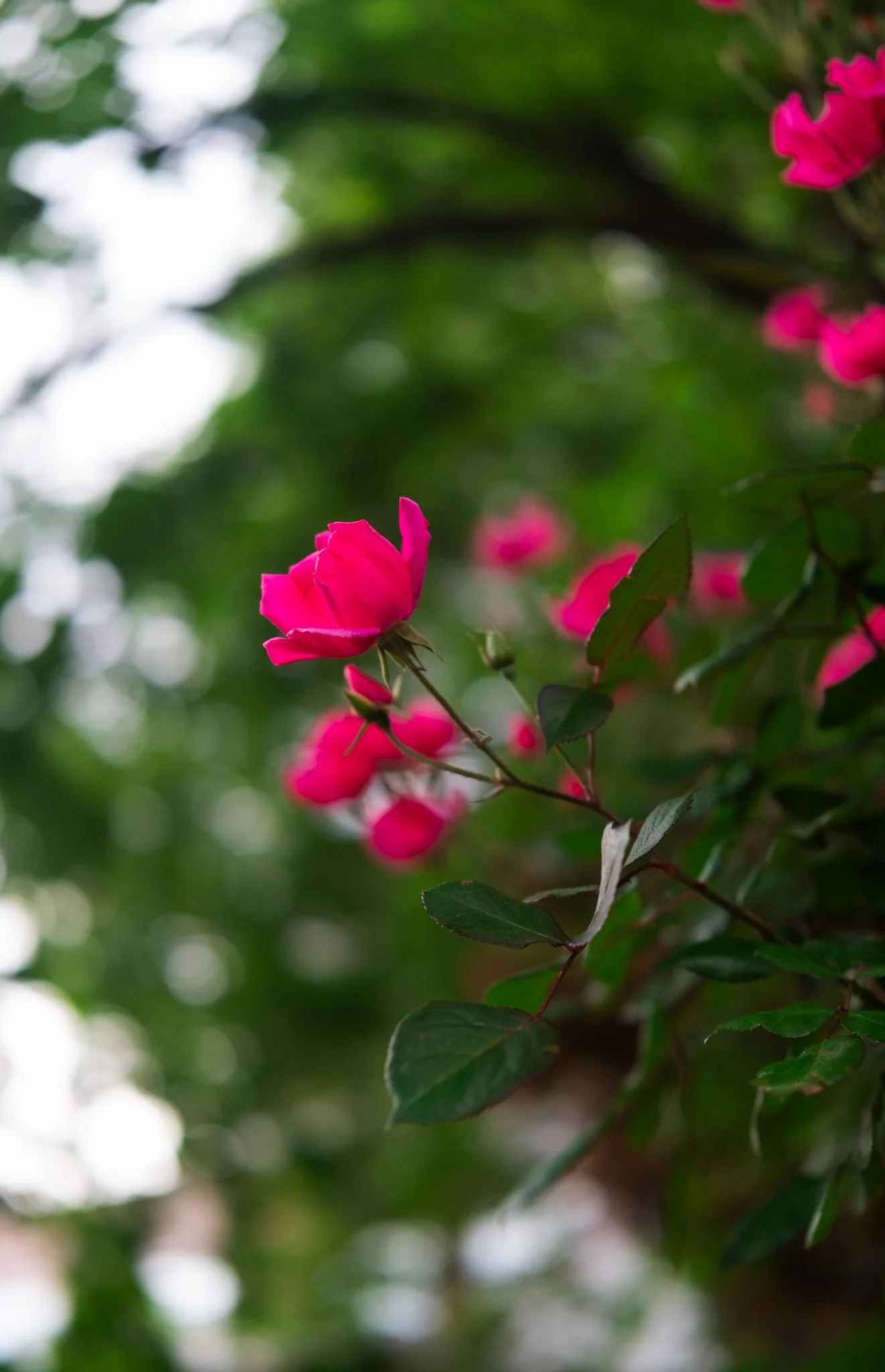 DSCF7826.jpg
